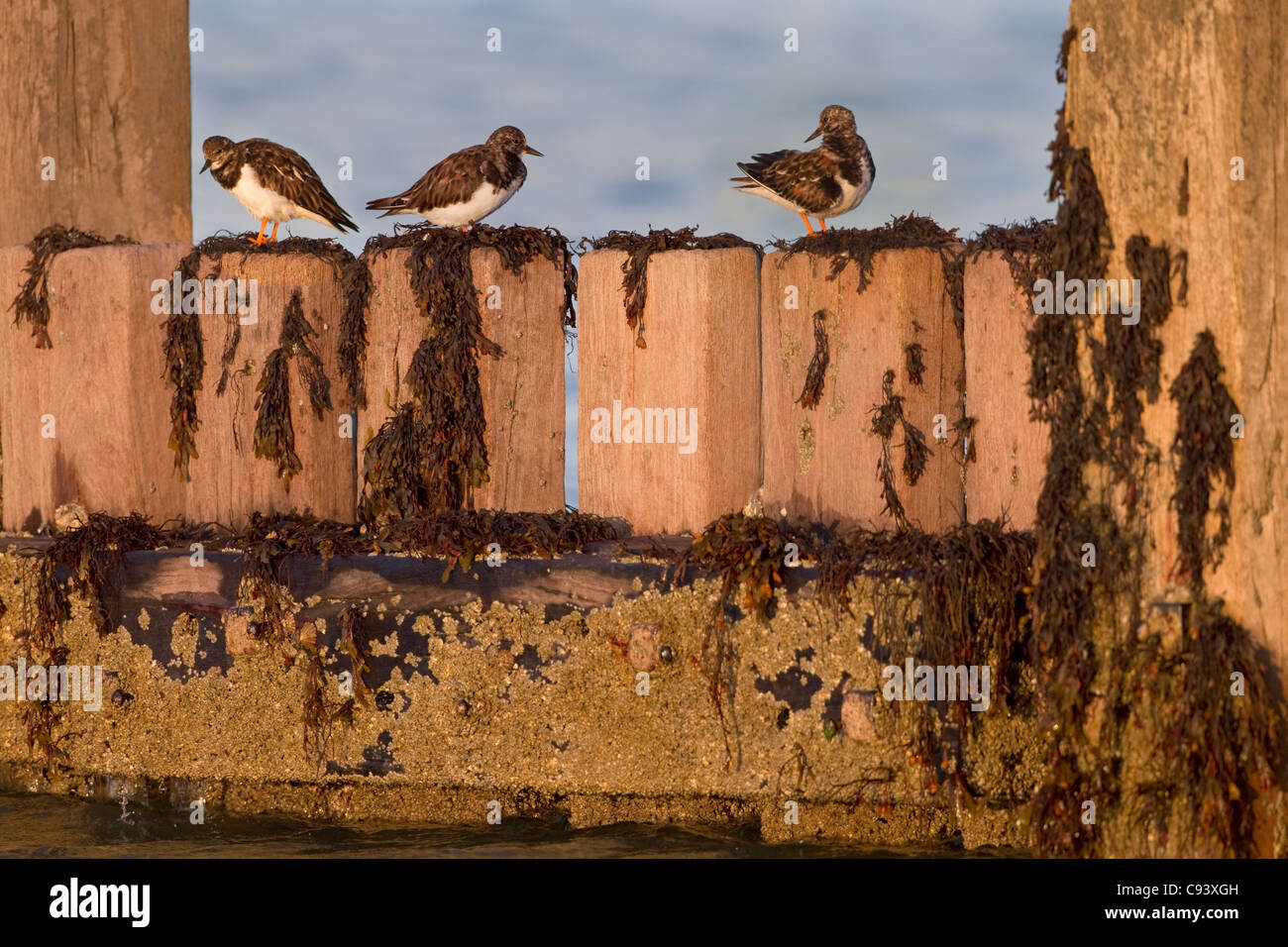 Turnstones Arenaria interpres sui frangiflutti Foto Stock
