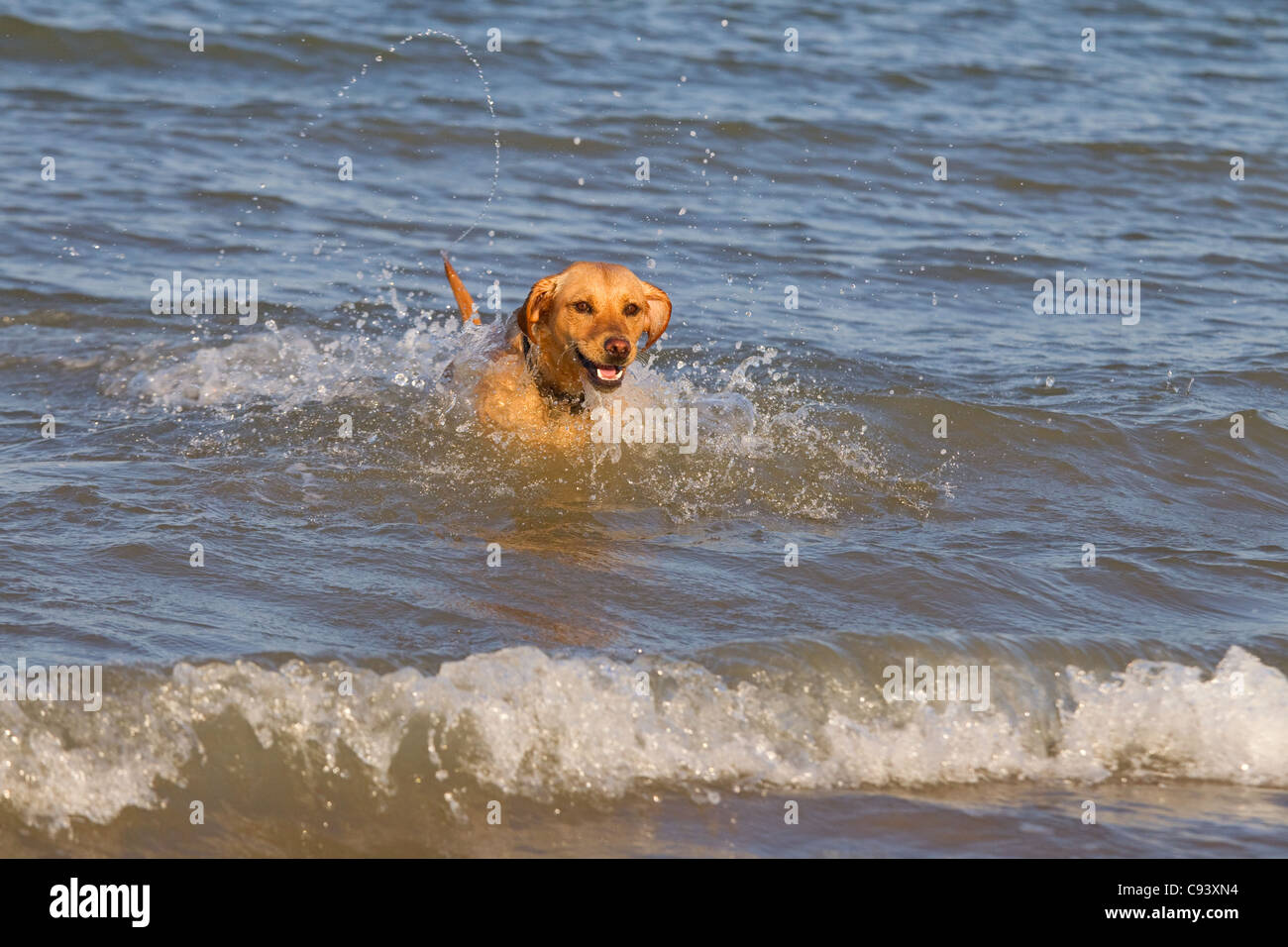 Il Labrador giallo acceso attraverso le onde che si infrangono sulla Costa North Norfolk a Cromer Foto Stock