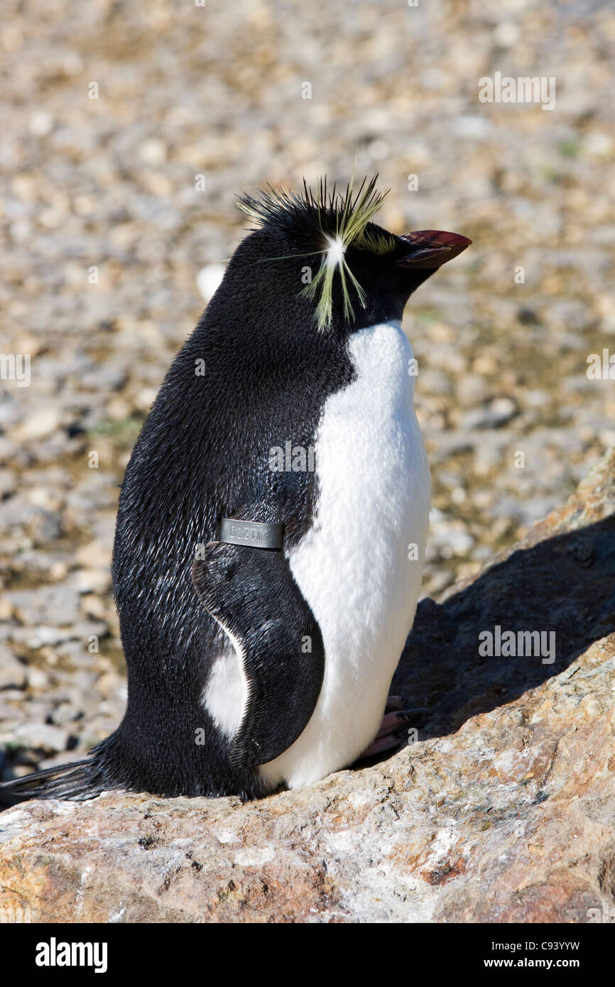 Penguin, Sfenisciformi acquatico Sfeniscidi Foto Stock