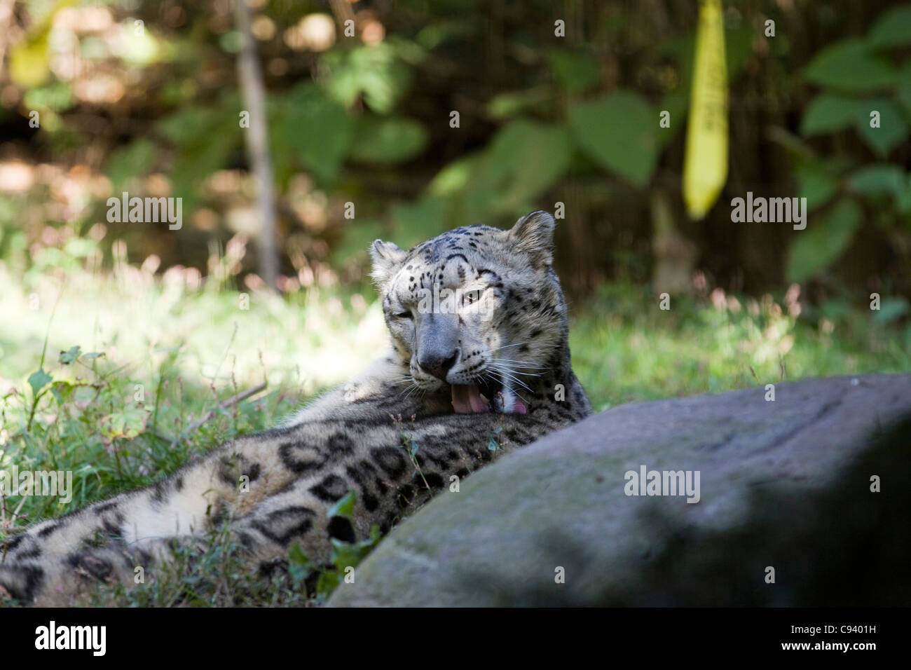 Snow Leopard la pulizia stessa, Panthera uncia Foto Stock