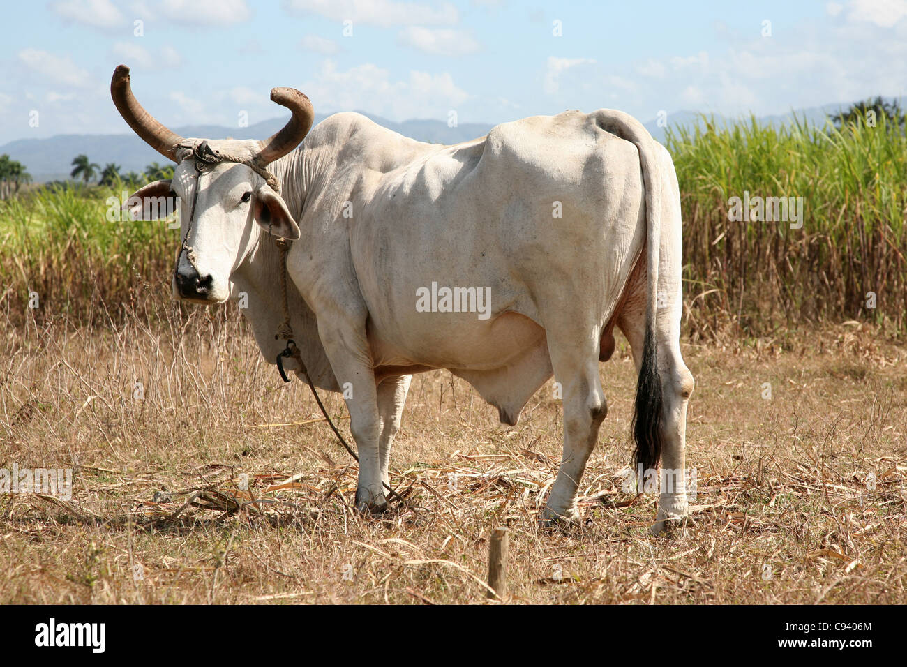 Ox alla canna da zucchero piantagione a Manaca Iznaga estate in Valle de los Ingenios vicino a Trinidad, Cuba. Foto Stock