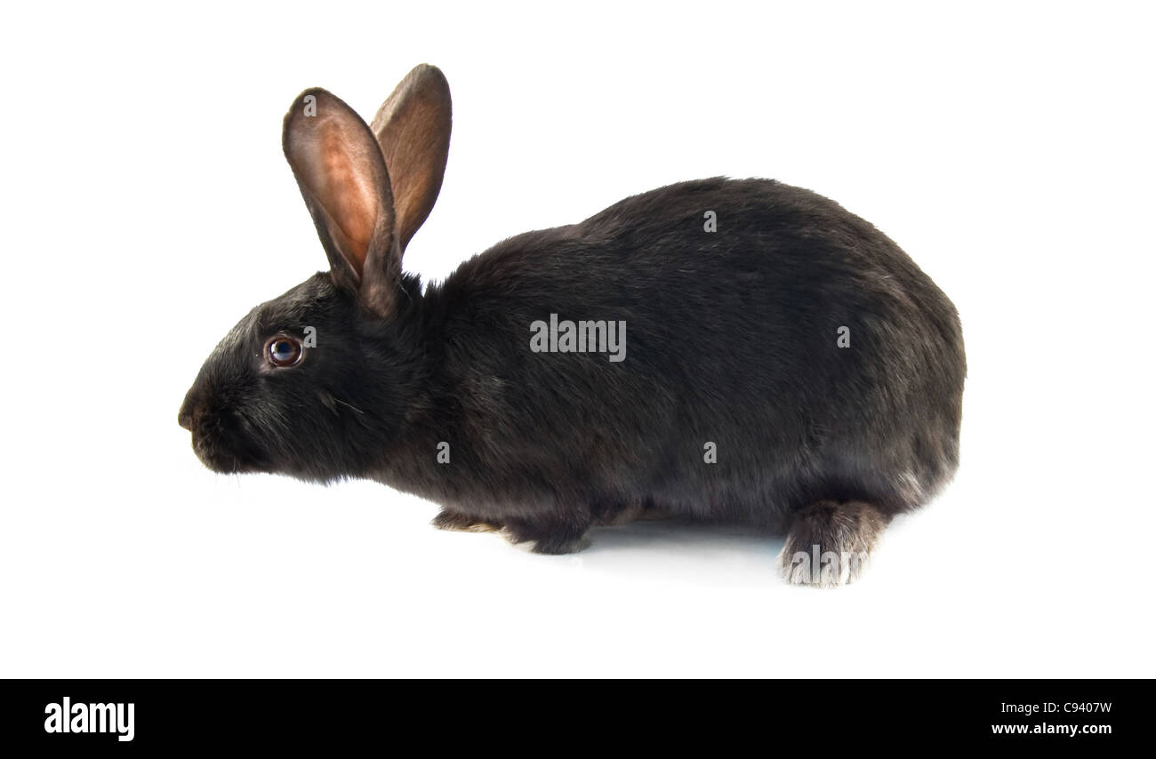 Coniglio nero è isolato su bianco Foto Stock