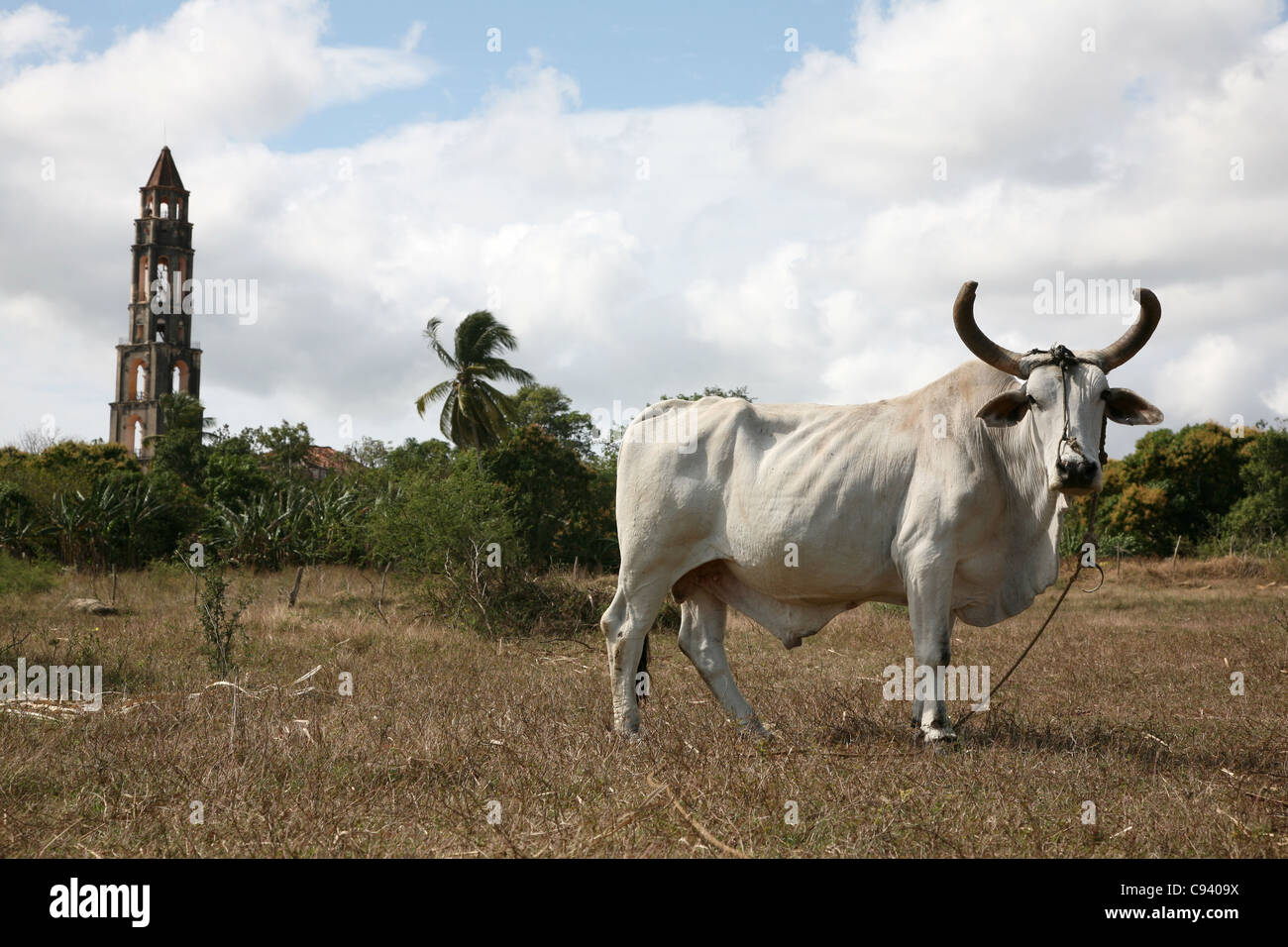 Ox alla canna da zucchero piantagione a Manaca Iznaga estate in Valle de los Ingenios vicino a Trinidad, Cuba. Foto Stock