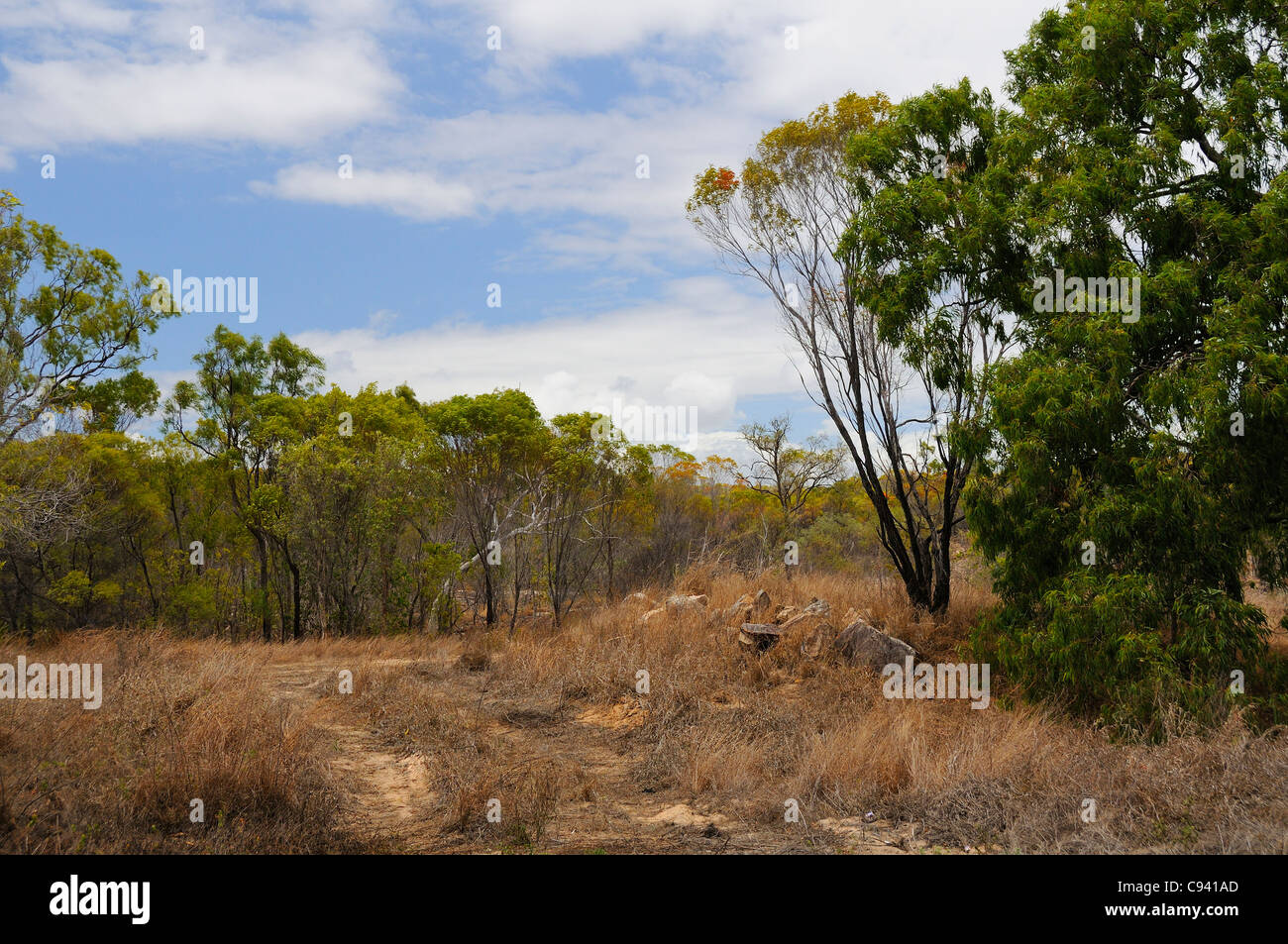 Tipico paesaggio australiano di macchia, alberi e terra cotta Queensland, Australia Foto Stock