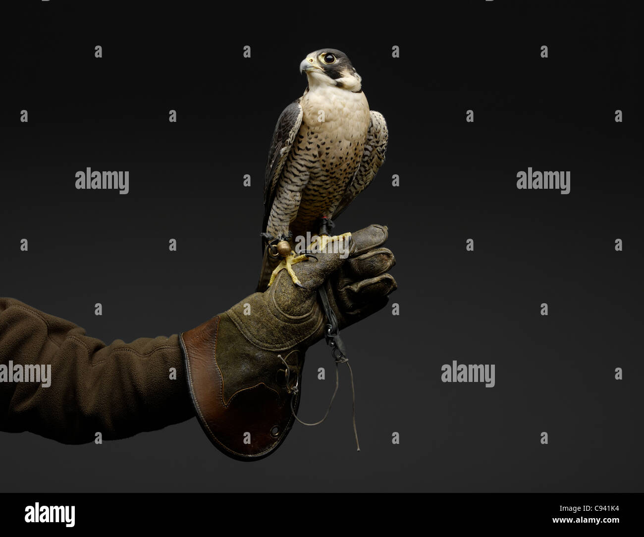 Falco pellegrino in appoggio sulla coperta da un guanto Falconer la mano. Foto Stock