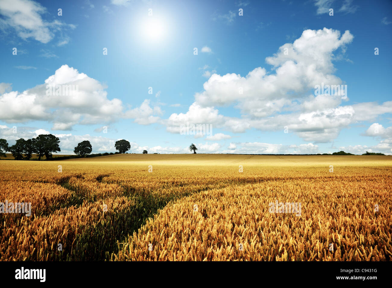 Mature campo di grano in un giorno di estate Foto Stock