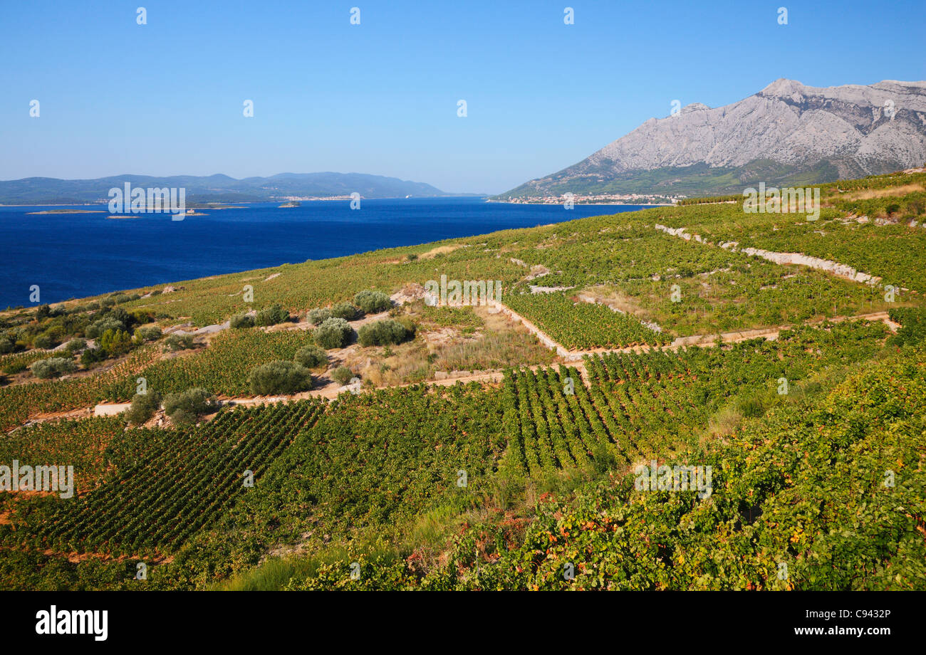 Vigneto in Postup, Peljesac Croazia. Foto Stock