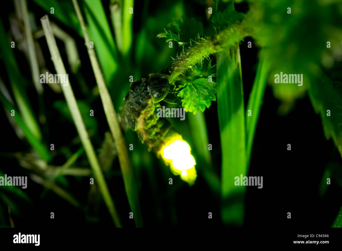 Femmina glow worm (Lampyris noctiluca) a notte. Foto Stock