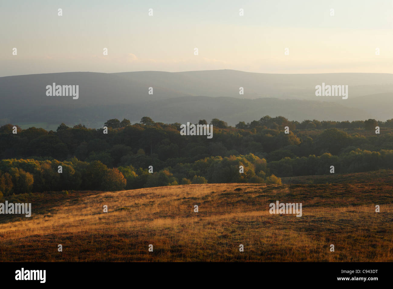 Vista verso Dunkery Beacon da Selworthy Beacon. Parco Nazionale di Exmoor. Somerset. In Inghilterra. Regno Unito. Foto Stock
