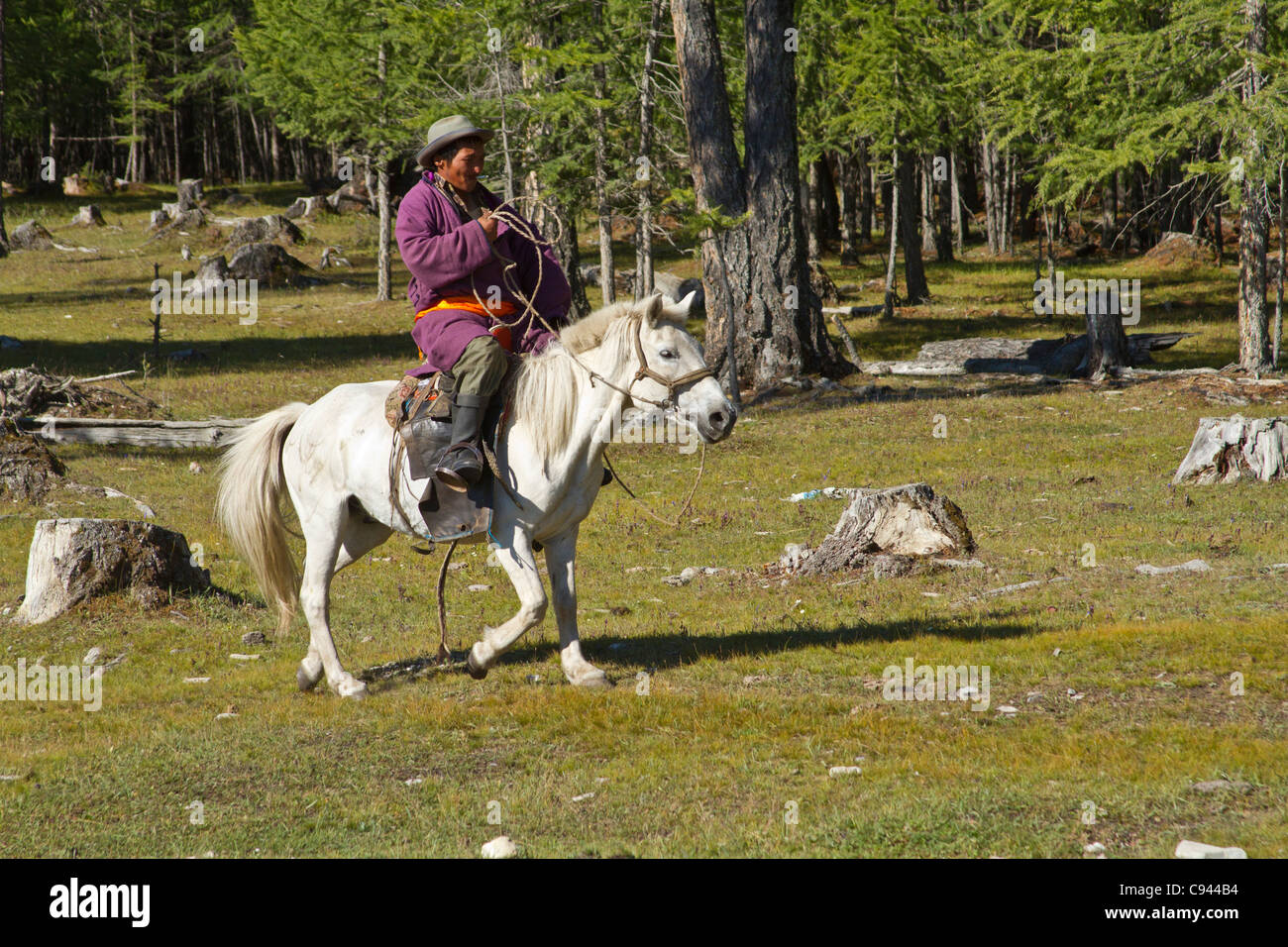 Il nomade mongola renne herder a cavallo nella foresta del nord della Mongolia. Foto Stock