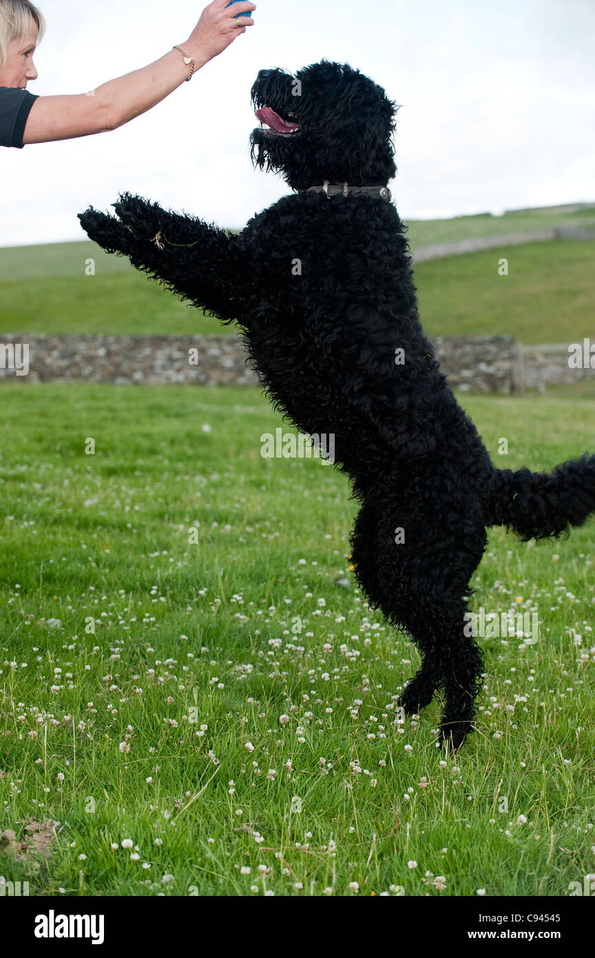 Labradoodle cane jumping per giocare con il proprietario. Foto Stock