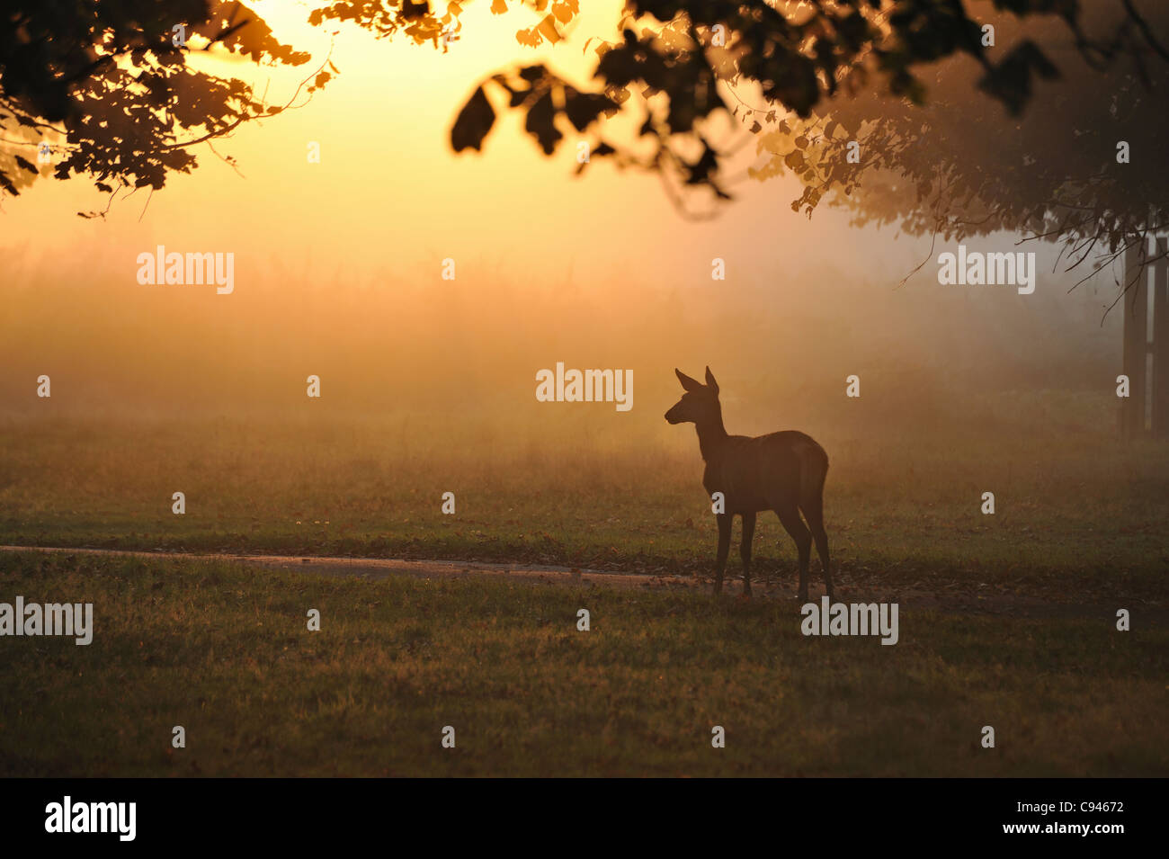 Cervi, Surrey, Regno Unito Foto Stock