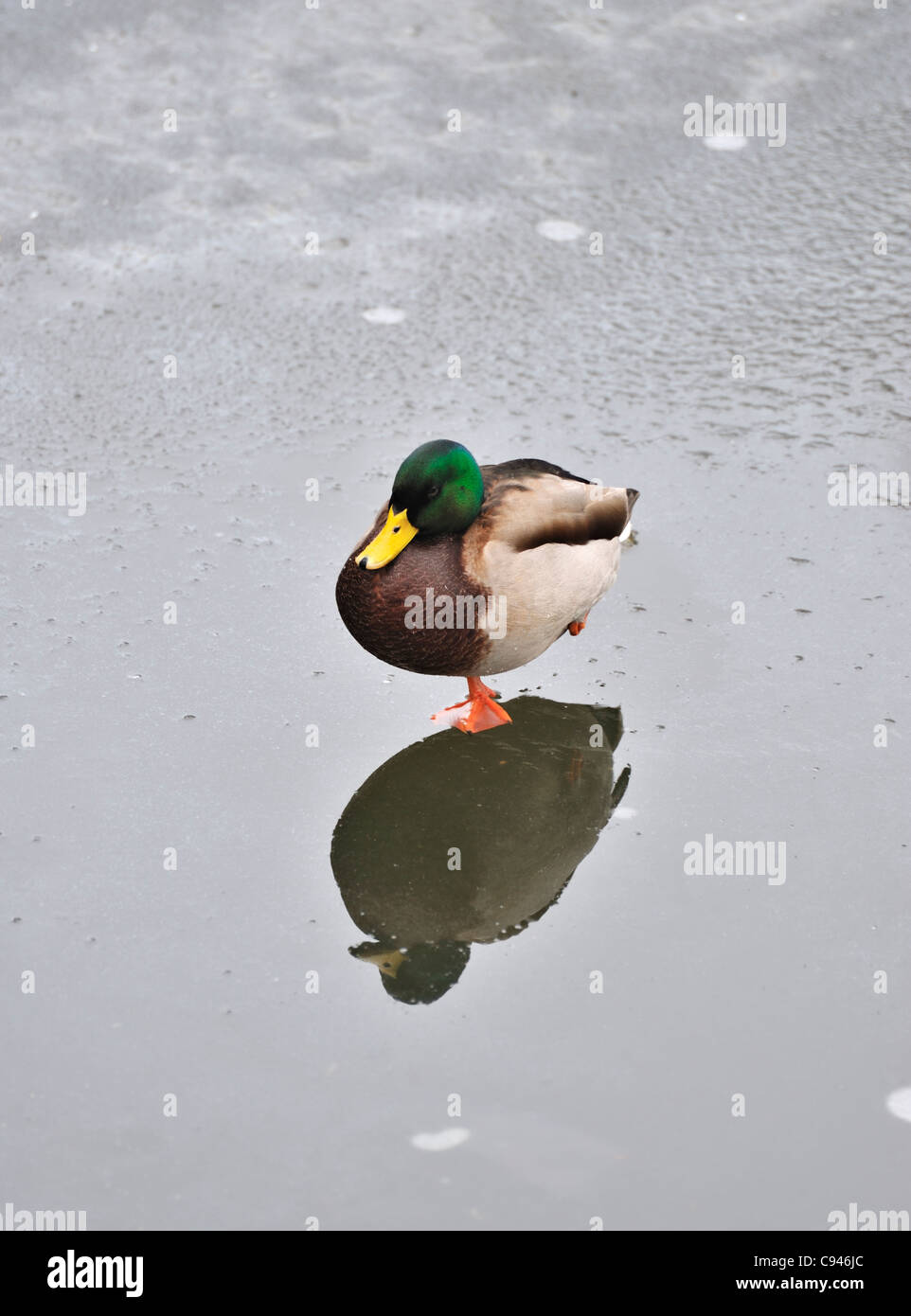 Mallard drake sul laghetto congelato, Regents Park, London, Regno Unito Foto Stock