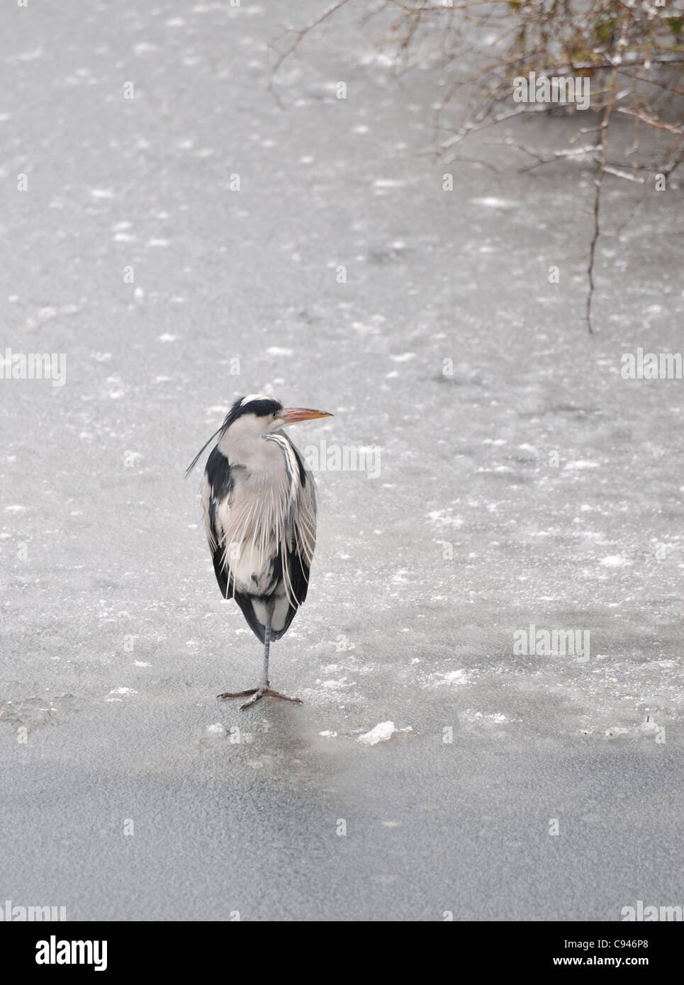 Heron sul laghetto congelato, Regents Park, London, Regno Unito Foto Stock