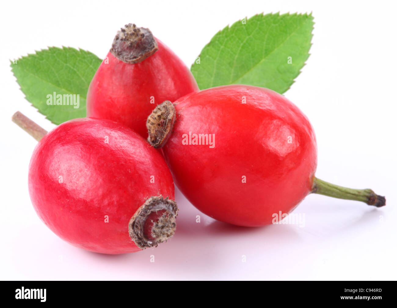 Gruppo di rosa canina isolato su uno sfondo bianco. Foto Stock