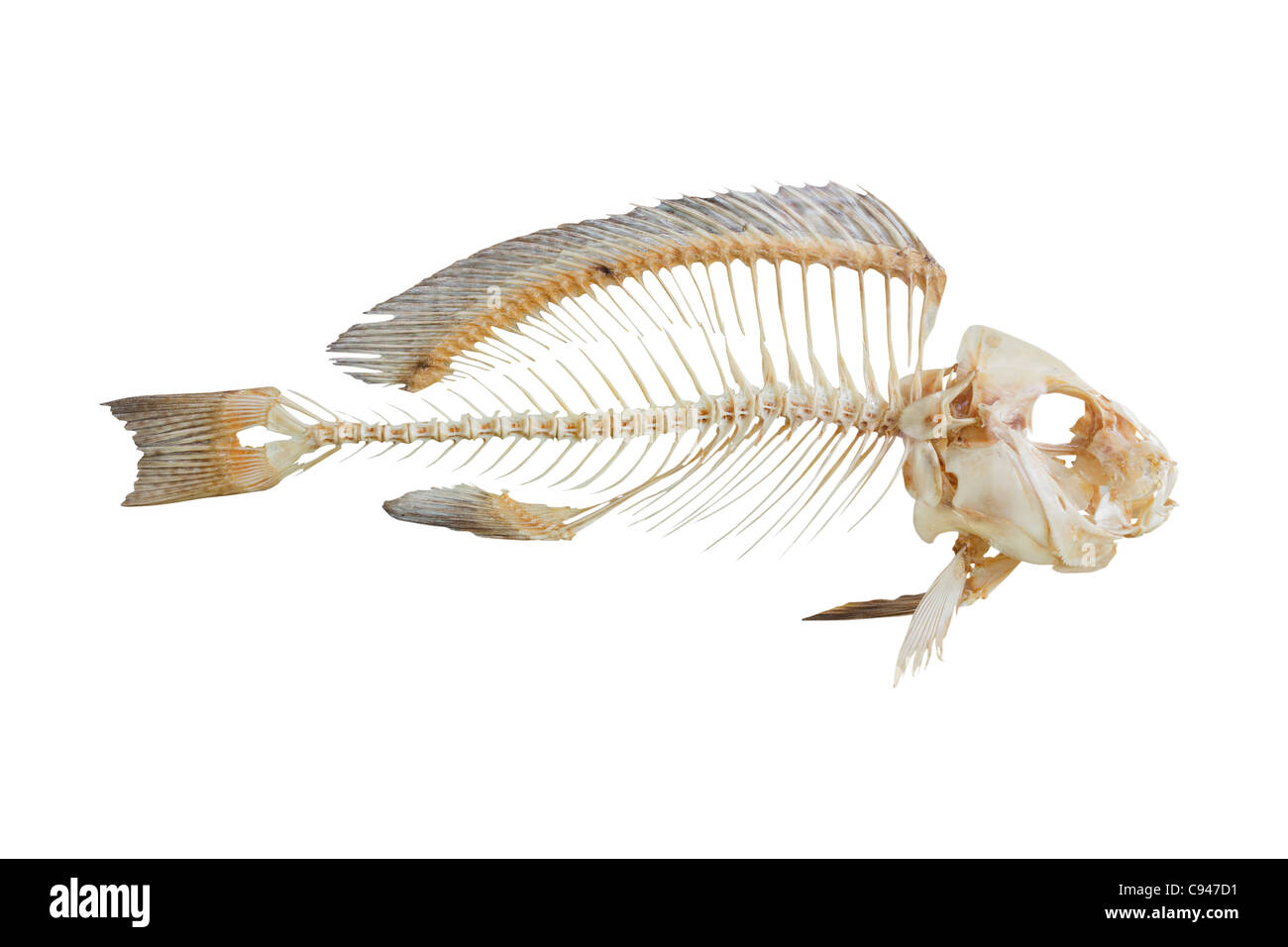 Ossa di pesce isolato su sfondo bianco Foto Stock