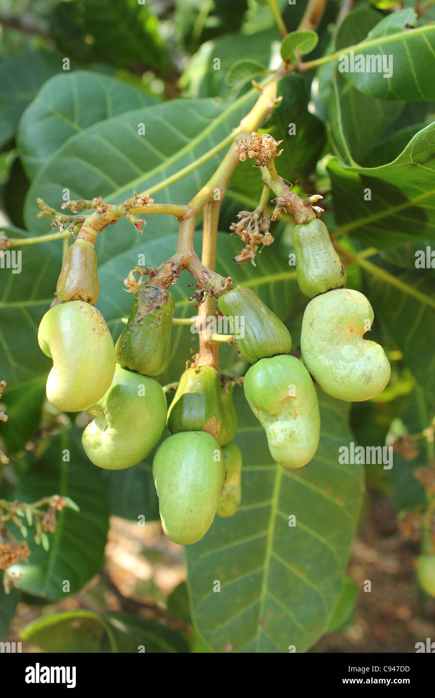 Noci di acagiù crescente su albero in Thailandia Foto stock - Alamy