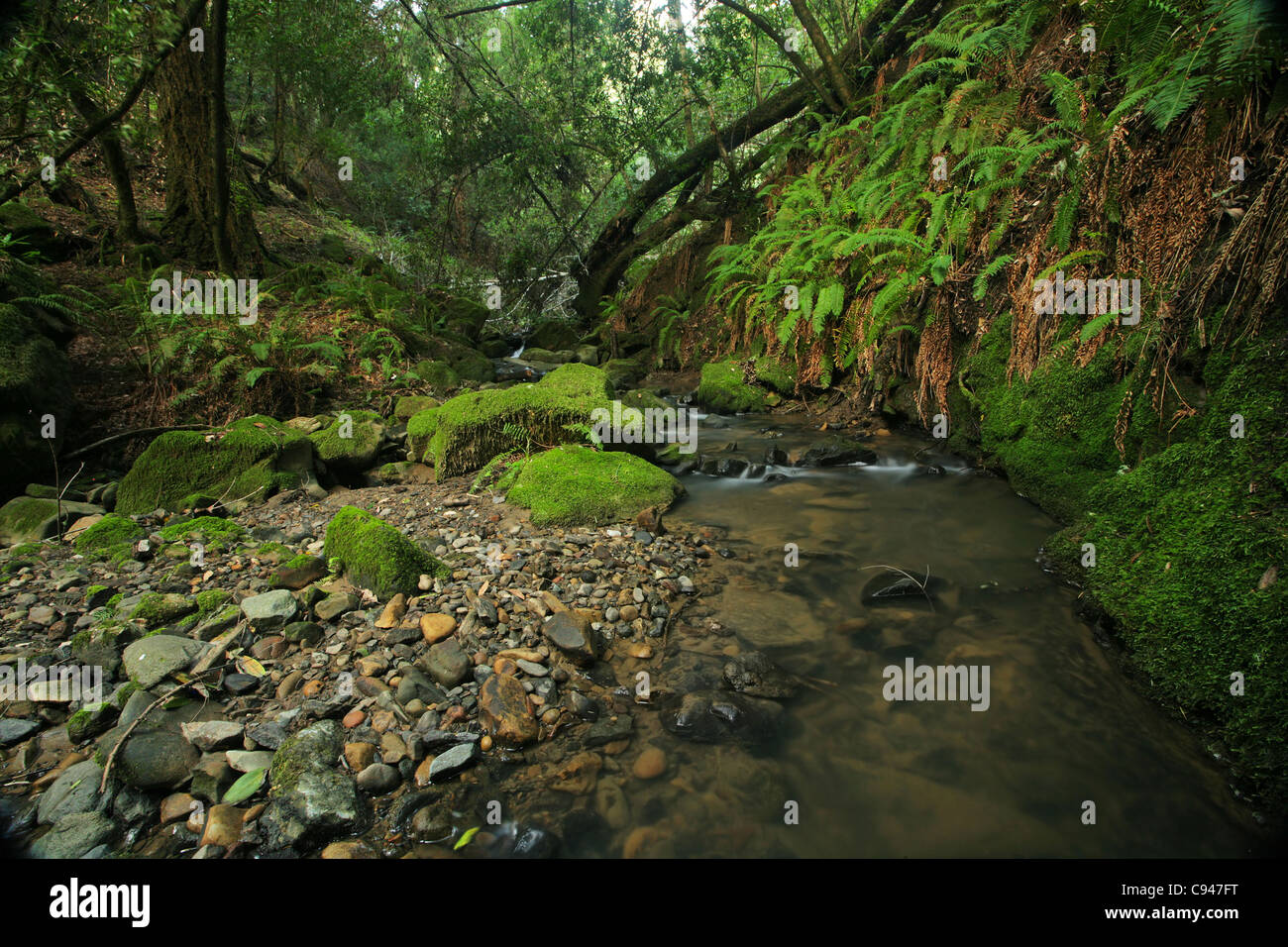 Una remota preistoria rain forest con grandi felci, situata in California Foto Stock