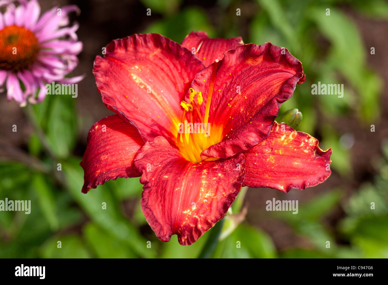 Chicago Apache (Hemerocallis) Foto Stock