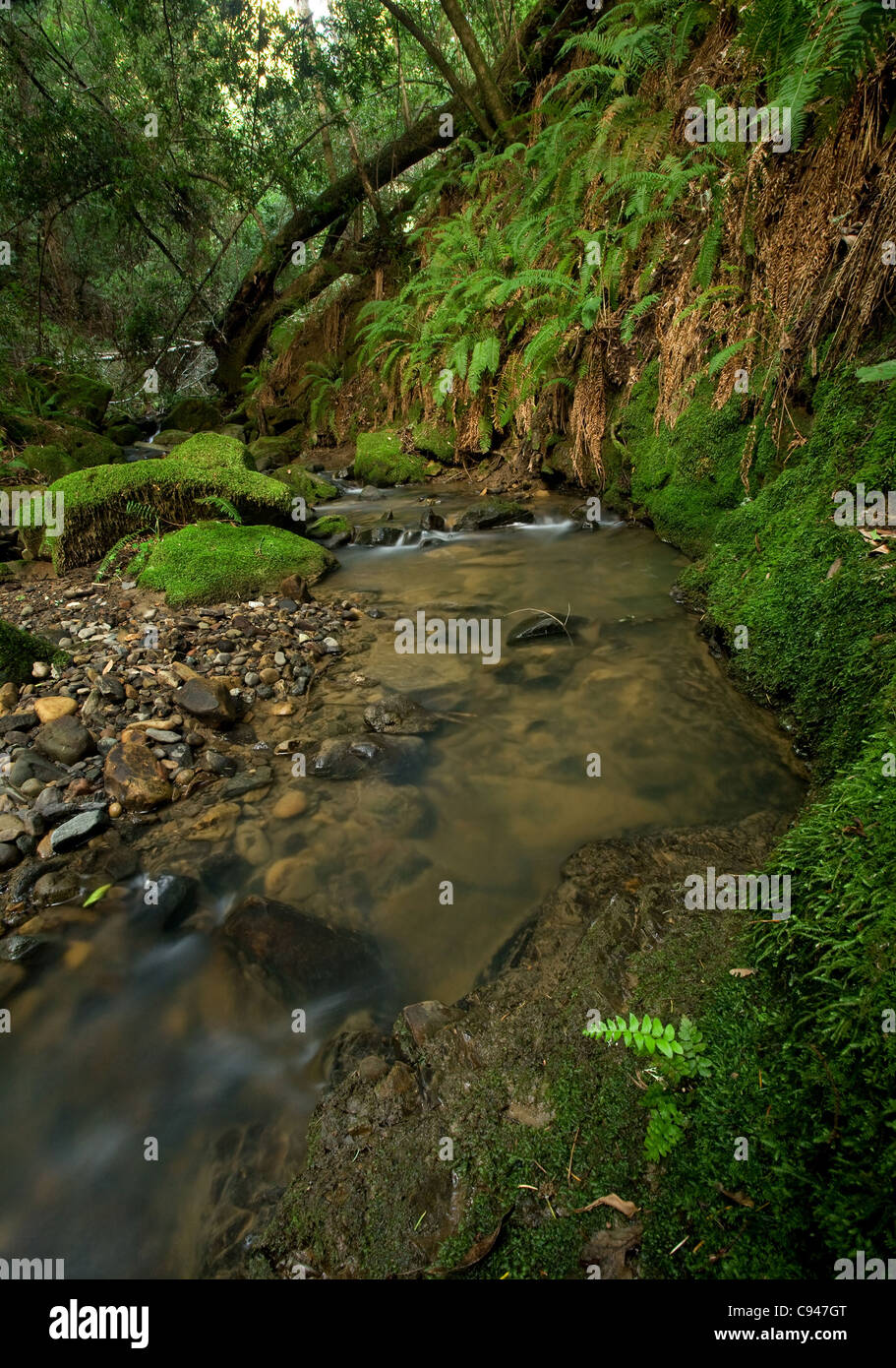 Una remota preistoria rain forest con grandi felci, situata in California Foto Stock