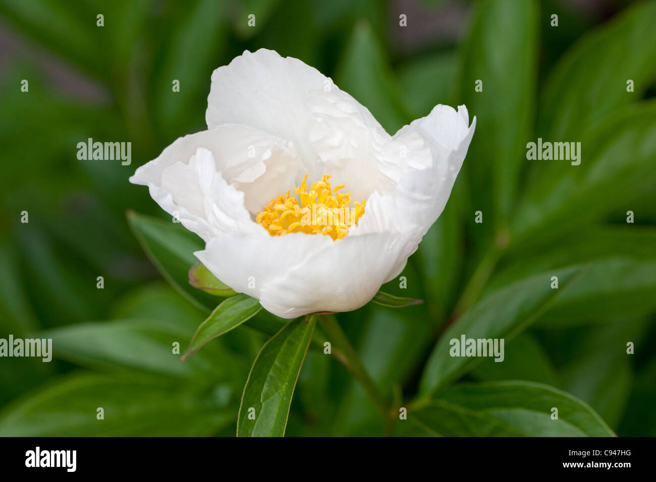 Krinkled White (Paeonia lactiflora) Foto Stock