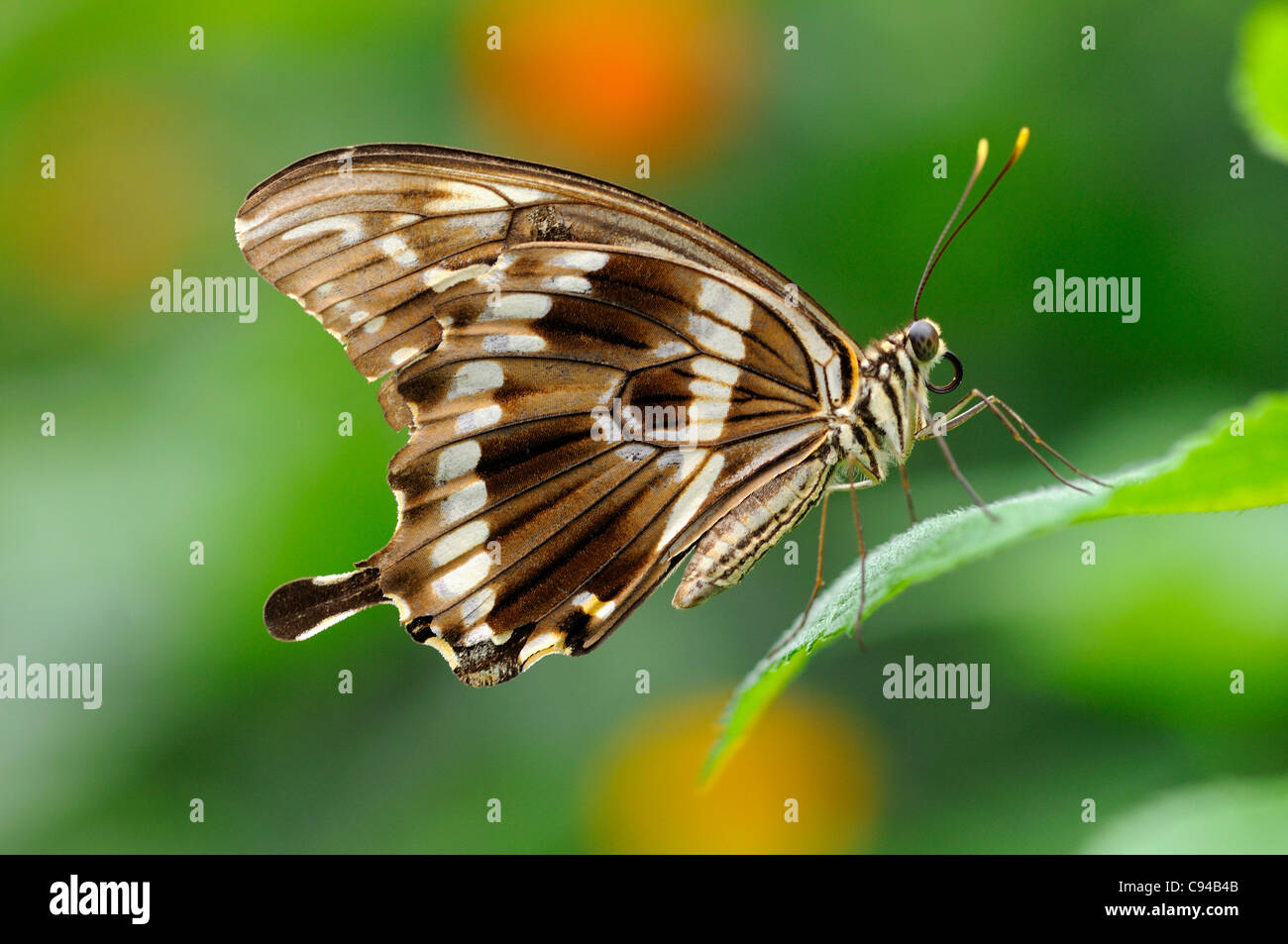 Farfalle tropicali a coda di rondine di Costantino, Papilio constantinus Foto Stock