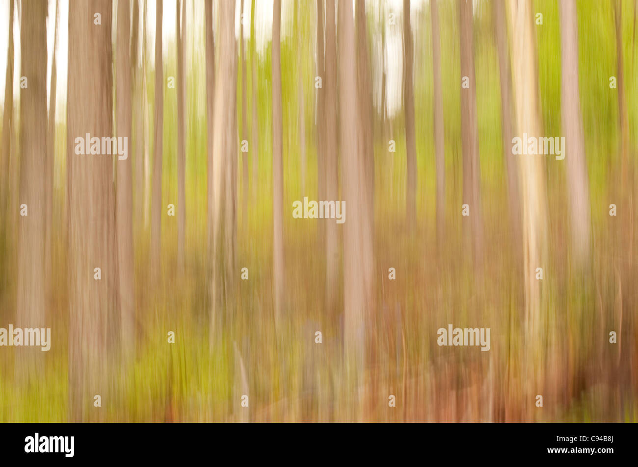 Immagini sfocate del movimento del bosco Foto Stock