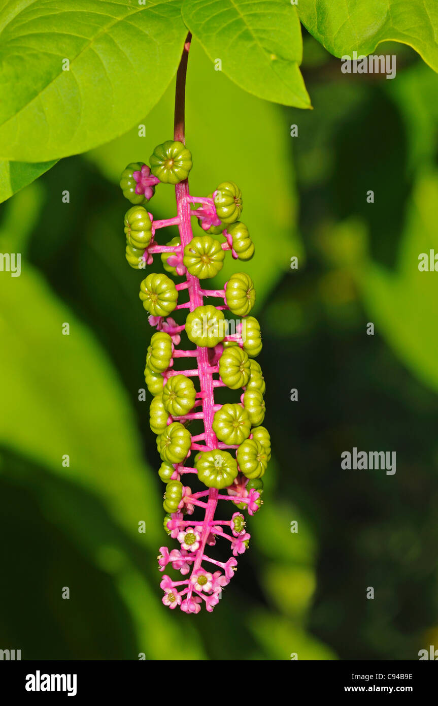 Giovani infructescences di American pokeweed (Phytolacca americana) Foto Stock