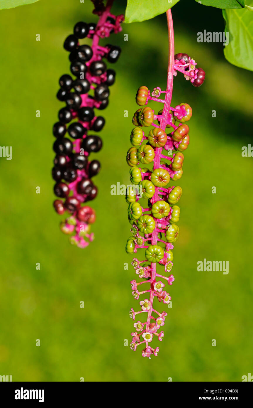Infructescences di American pokeweed (Phytolacca americana) in diversi stadi di maturazione Foto Stock
