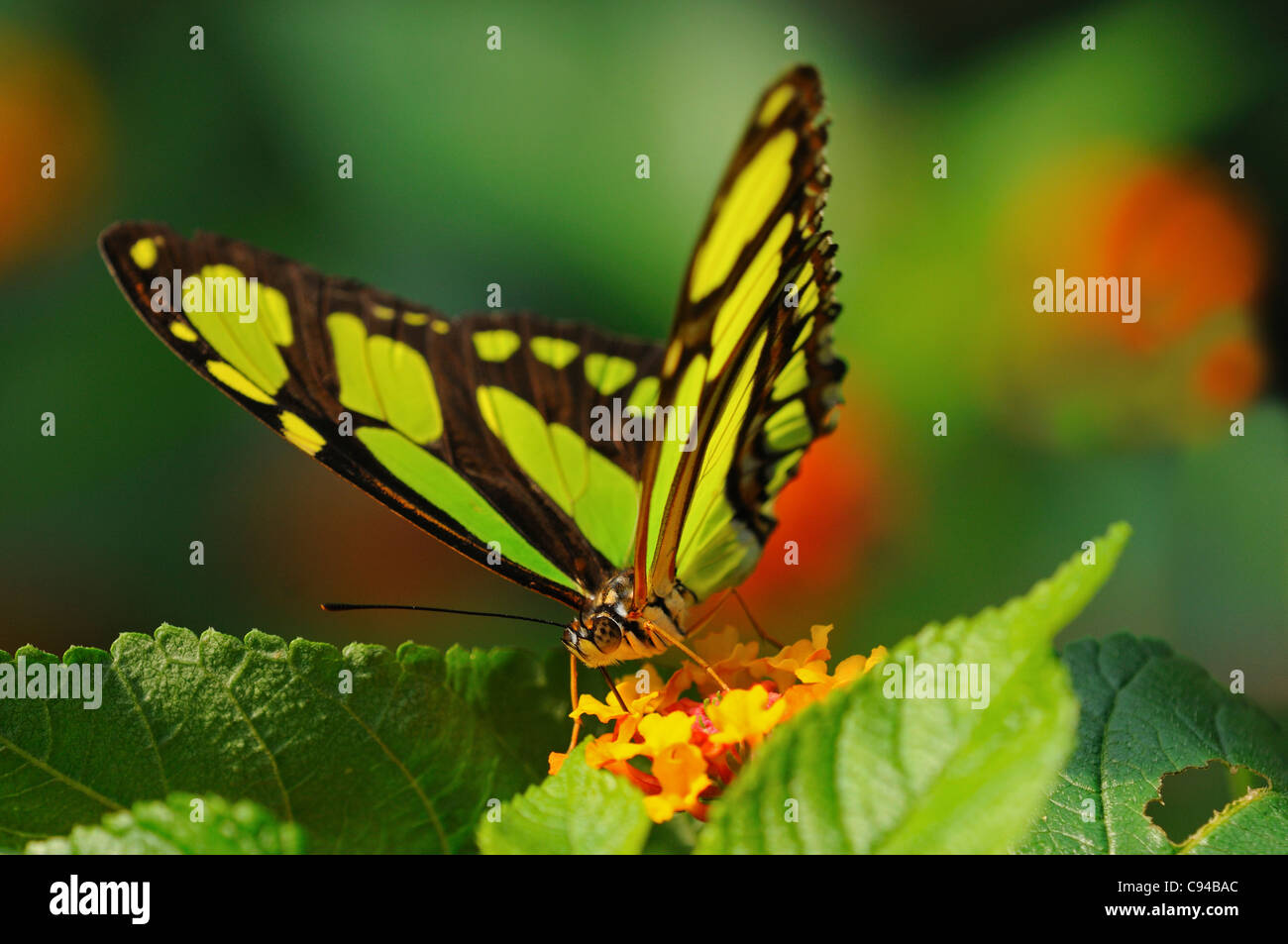 Farfalle tropicali Malachite, Siproeta stelenes, Sud America Foto Stock