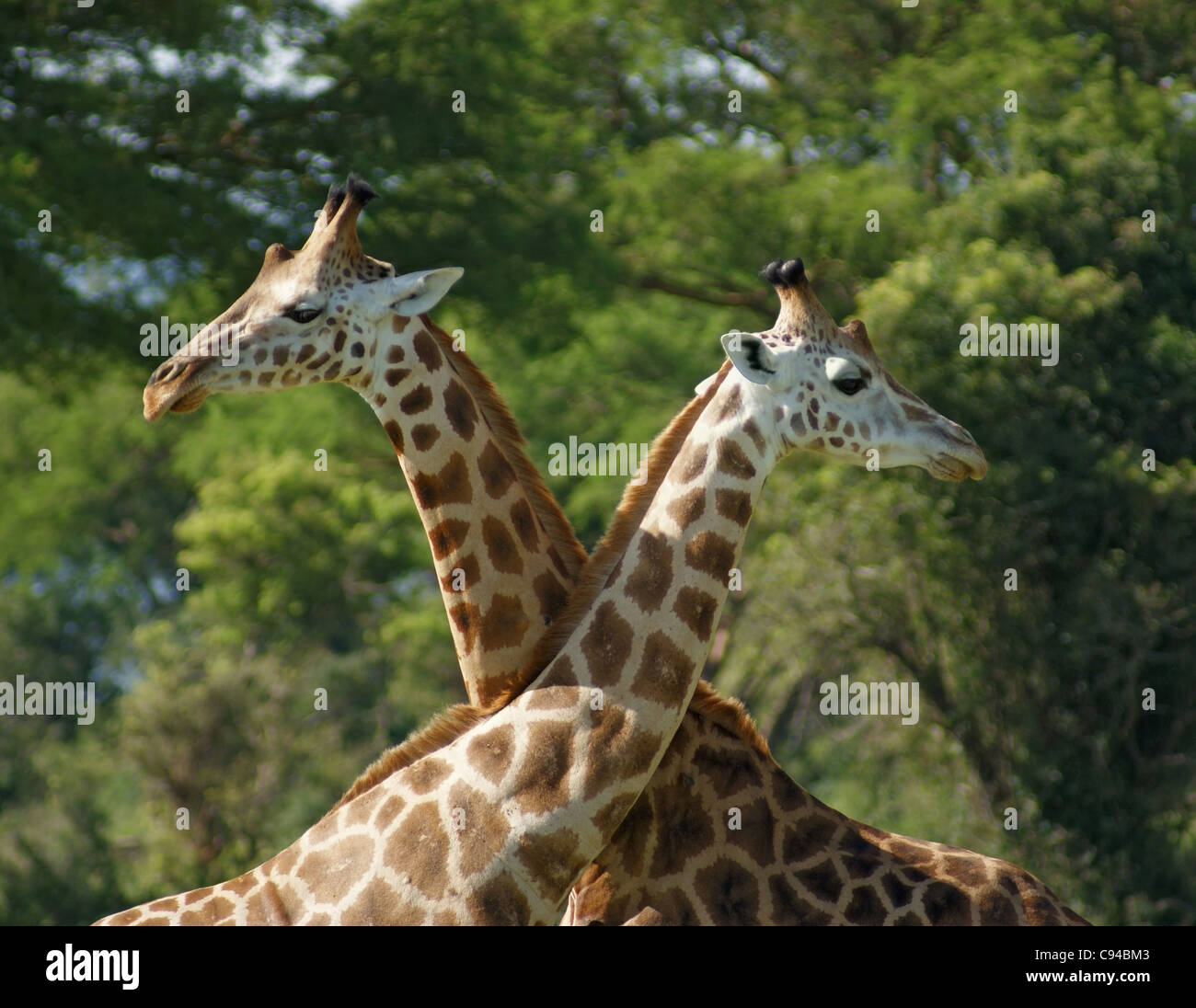 Scenario di savannah compresi alcuni Rothschild Giraffe nella parte anteriore del buio cielo velato in Uganda (Africa) Foto Stock