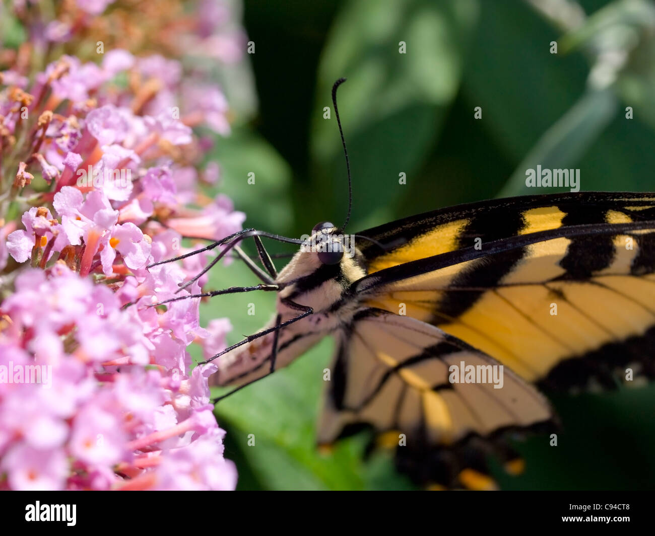 Orientale a coda di rondine di Tiger (Papilio glaucus) alimentazione sulla boccola a farfalla (Buddleia davidii) Foto Stock