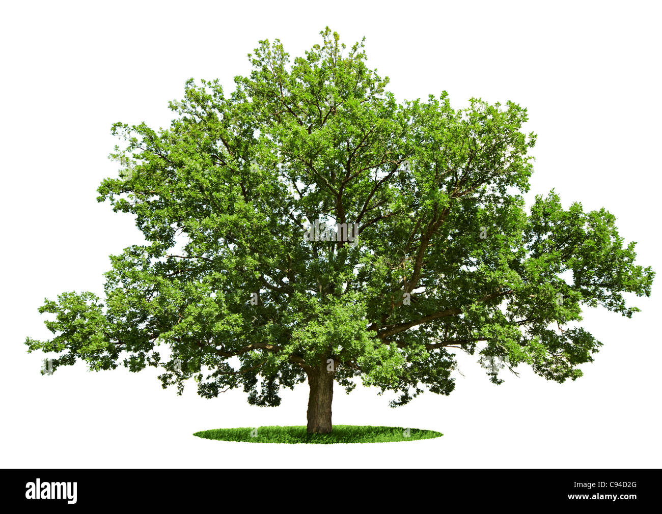 Il grande albero - oak è isolato su sfondo bianco Foto Stock