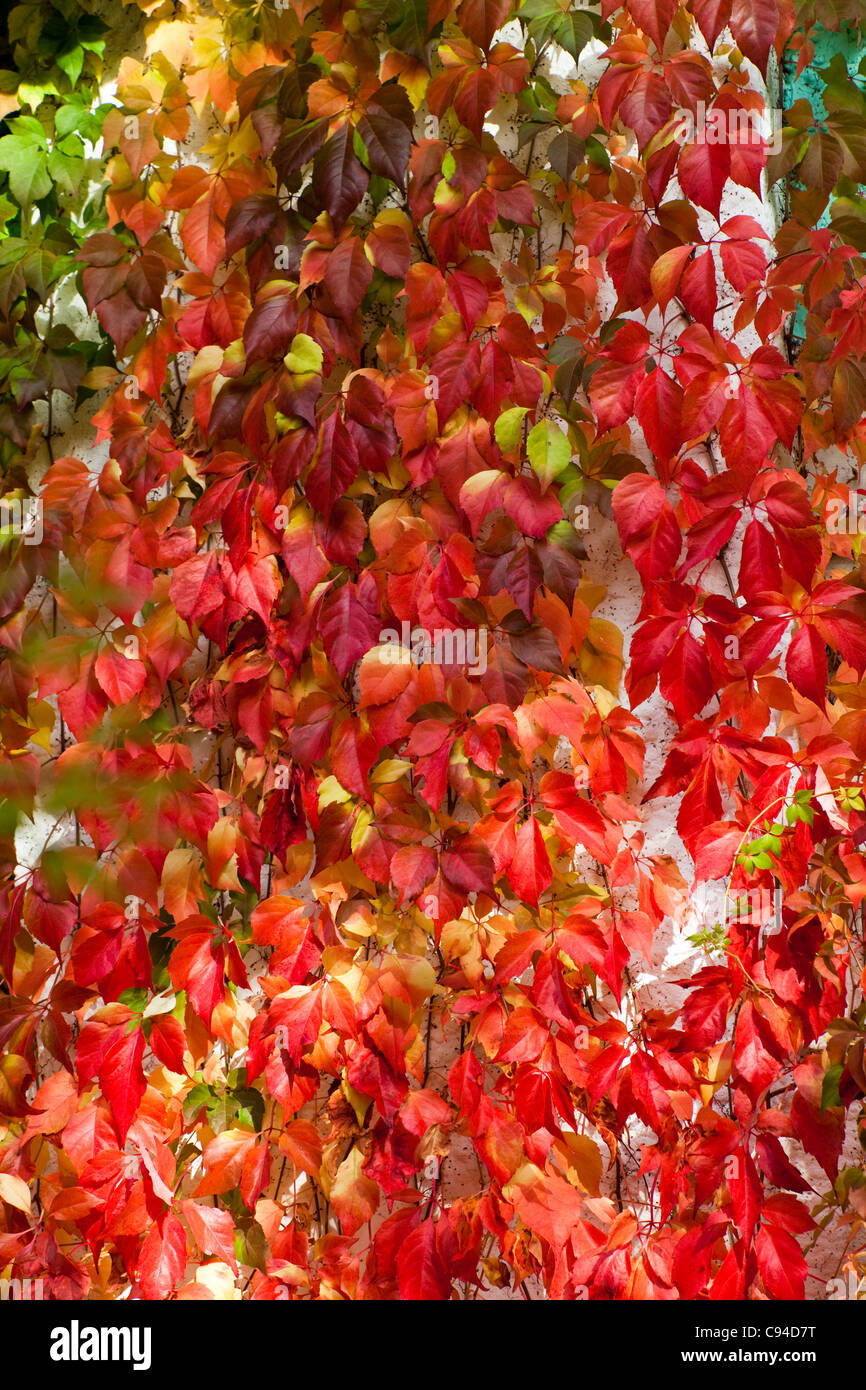 Autunno Ivy con Multi foglie colorate Foto Stock