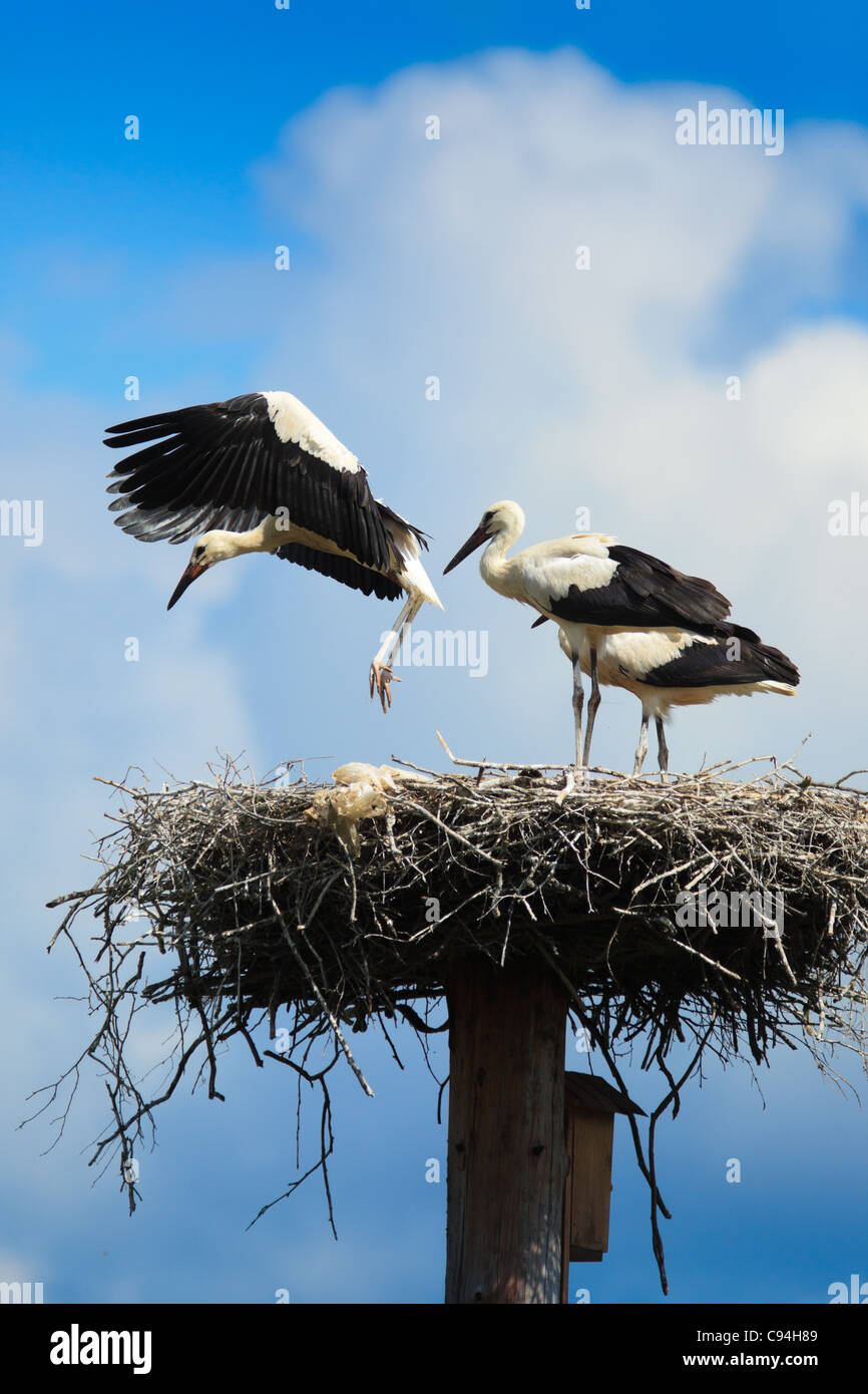 Uccello selvatico in un habitat naturale. Fotografia della fauna selvatica. Ciconia ciconia, Orientale Cicogna Bianca. Foto Stock