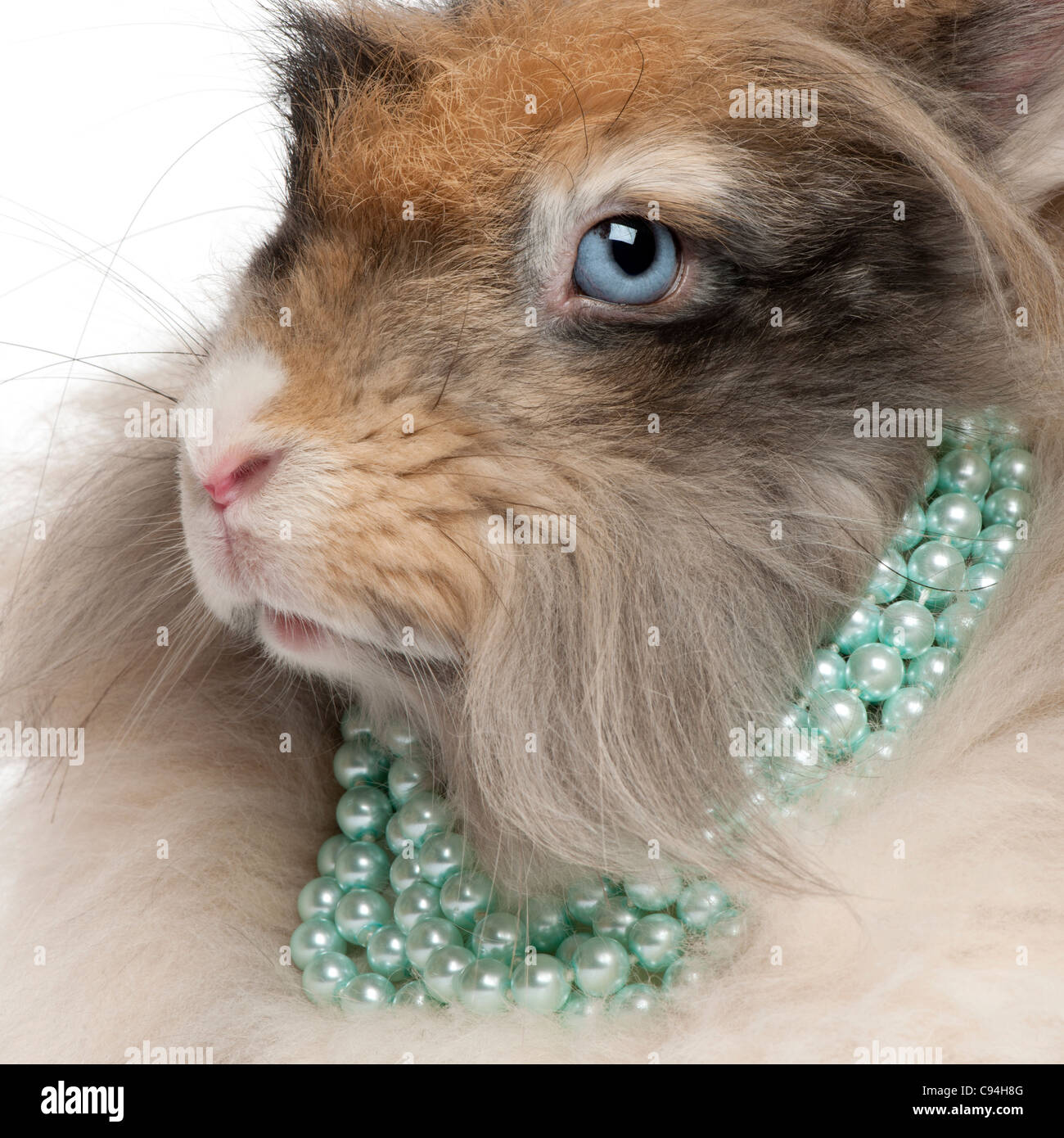 Close-up di inglese il coniglio d'Angora indossando perle davanti a uno sfondo bianco Foto Stock