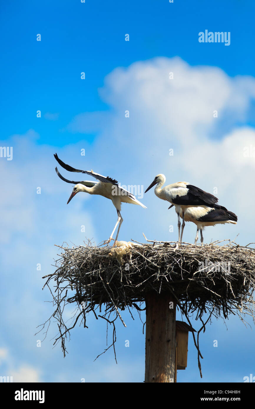 Uccello selvatico in un habitat naturale. Fotografia della fauna selvatica. Ciconia ciconia, Orientale Cicogna Bianca. Foto Stock