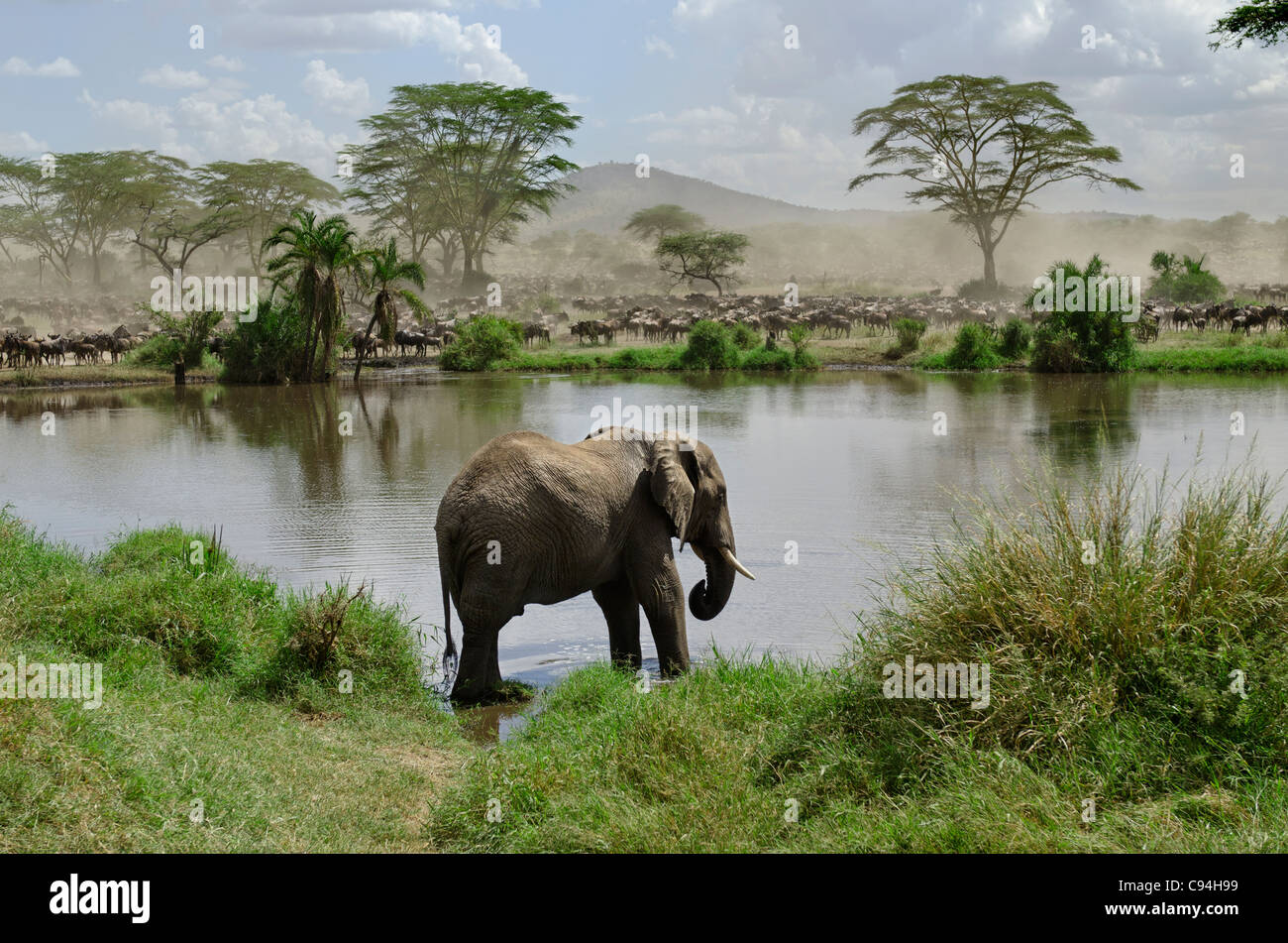 Elefante in fiume nel Parco Nazionale del Serengeti, Tanzania Africa Foto Stock