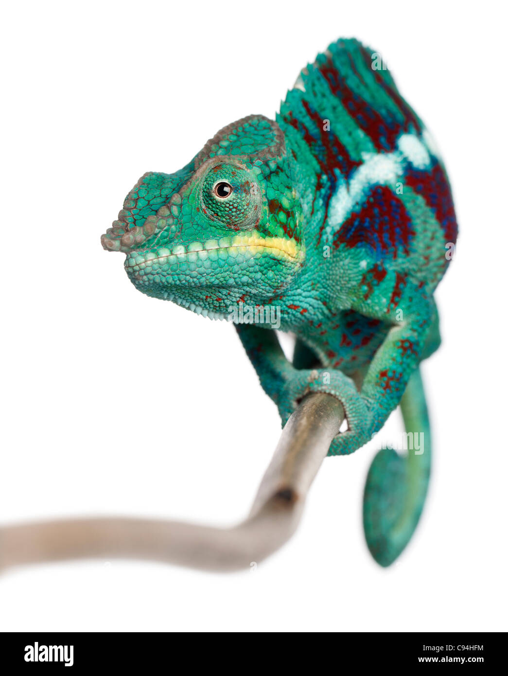 Panther Chameleon Nosy Be, Furcifer pardalis, di fronte a uno sfondo bianco Foto Stock