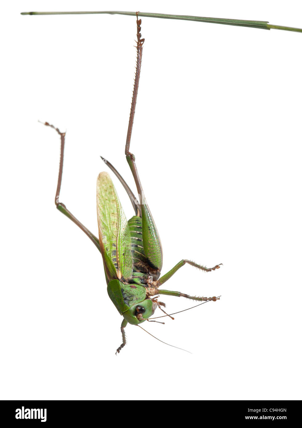 Femmina-verruca snapper, una bussola-cricket, Decticus verrucivorus, di fronte a uno sfondo bianco Foto Stock