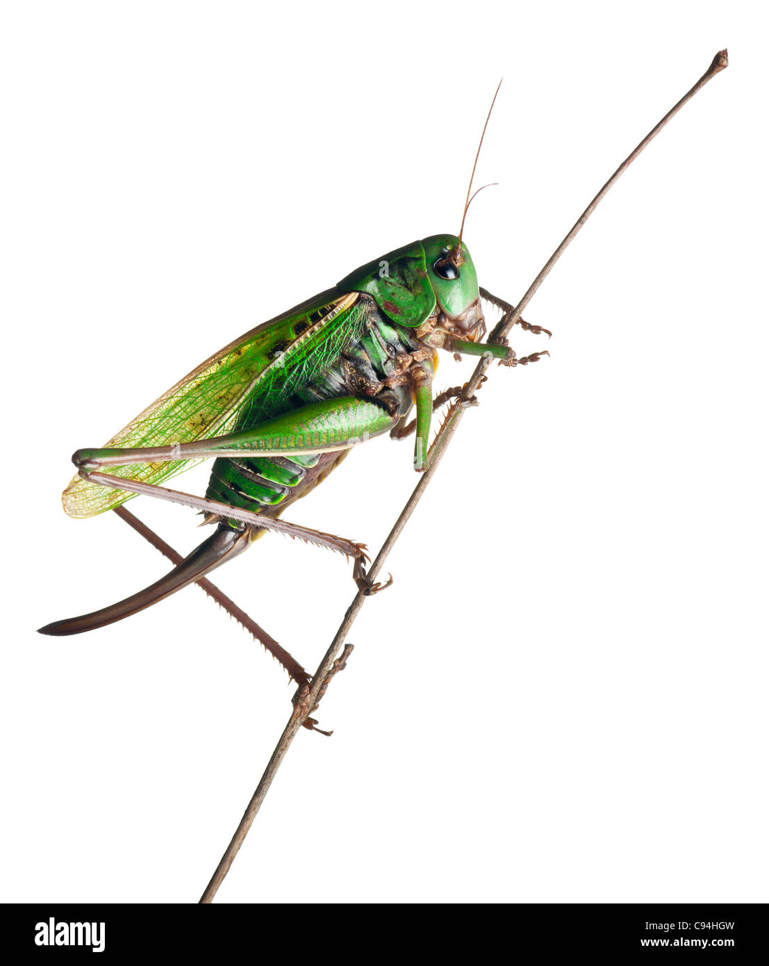 Femmina-verruca snapper, una bussola-cricket, Decticus verrucivorus, di fronte a uno sfondo bianco Foto Stock