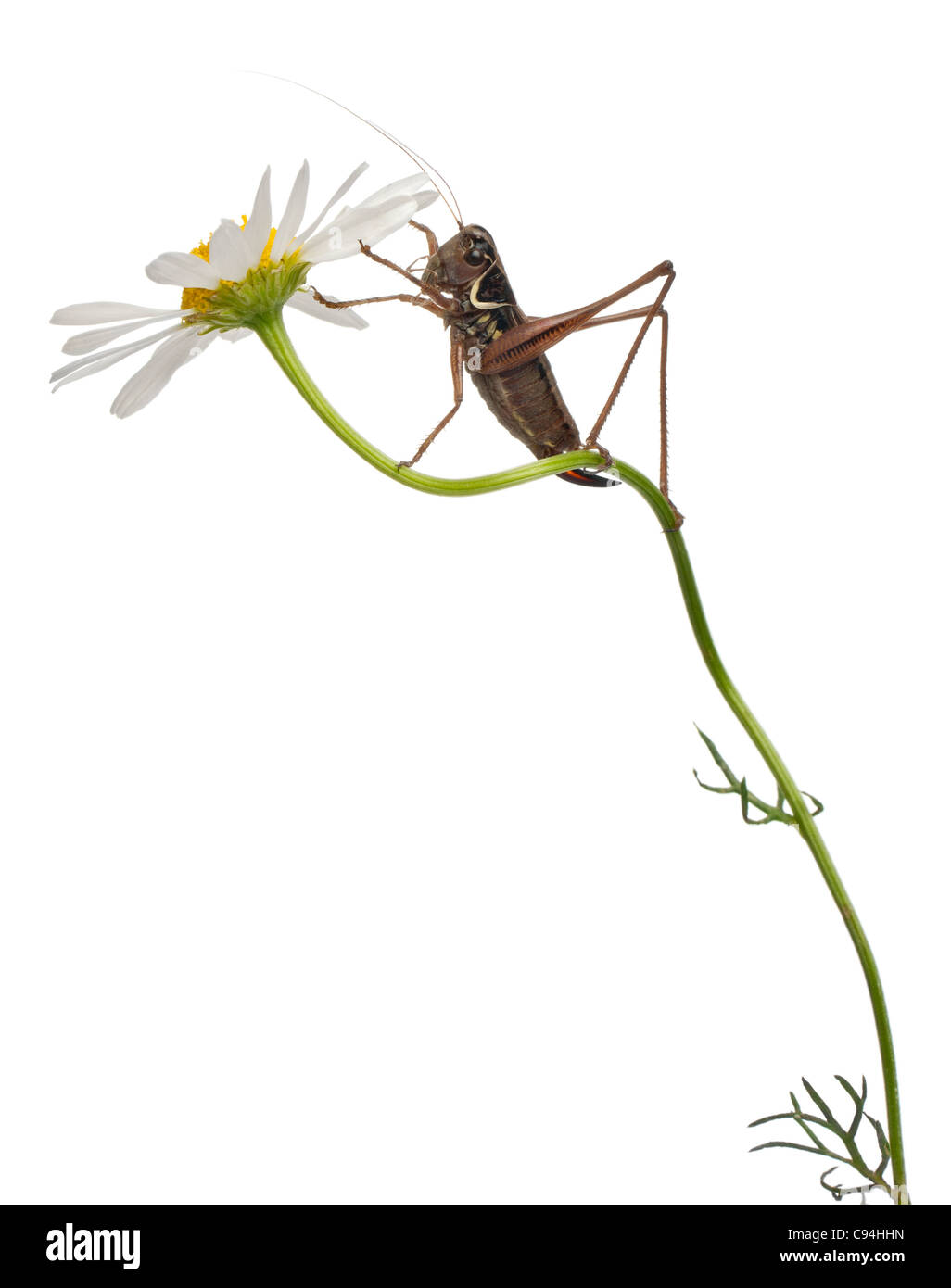 Schermo femmina-back Katydid, Platycleis tessellata, fiore di arrampicata di fronte a uno sfondo bianco Foto Stock