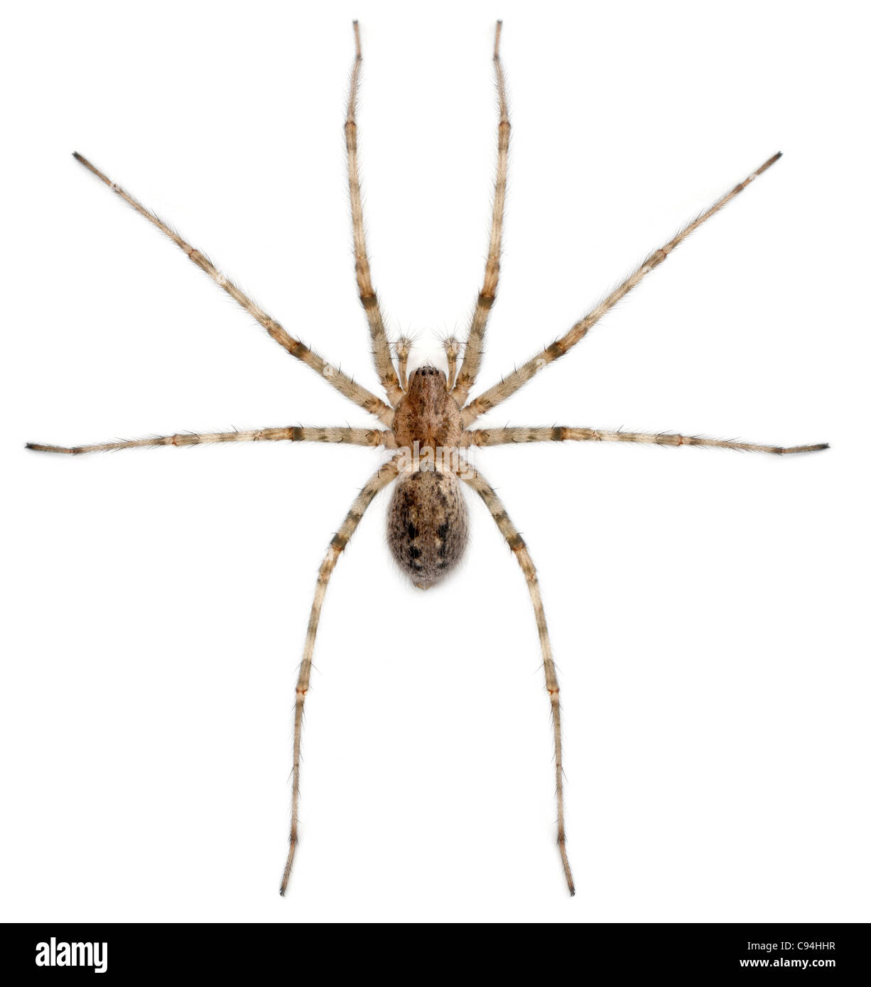 Il Cardinale spider, Tegenaria parietina, di fronte a uno sfondo bianco Foto Stock