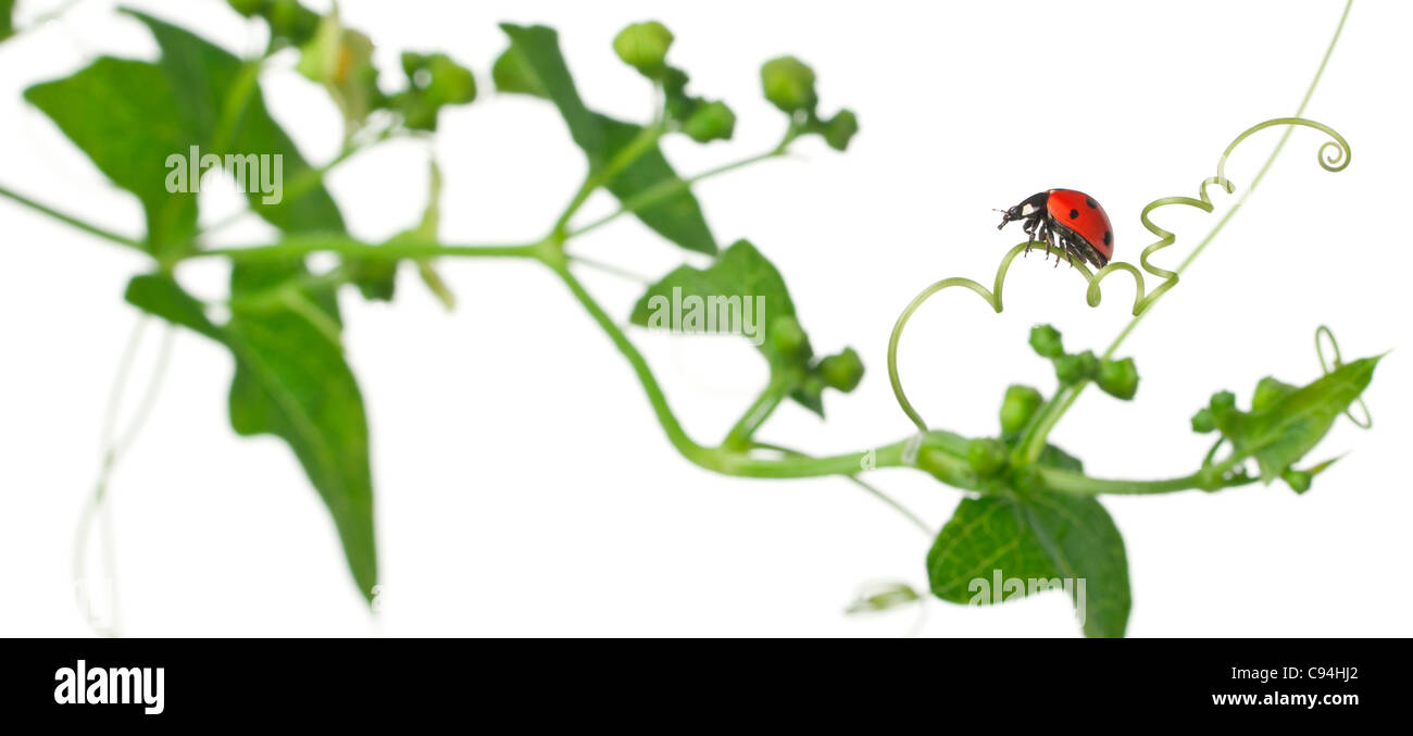 Sette-spot ladybird o sette-spot coccinella sul più grande centinodia, Coccinella septempunctata, di fronte a uno sfondo bianco Foto Stock