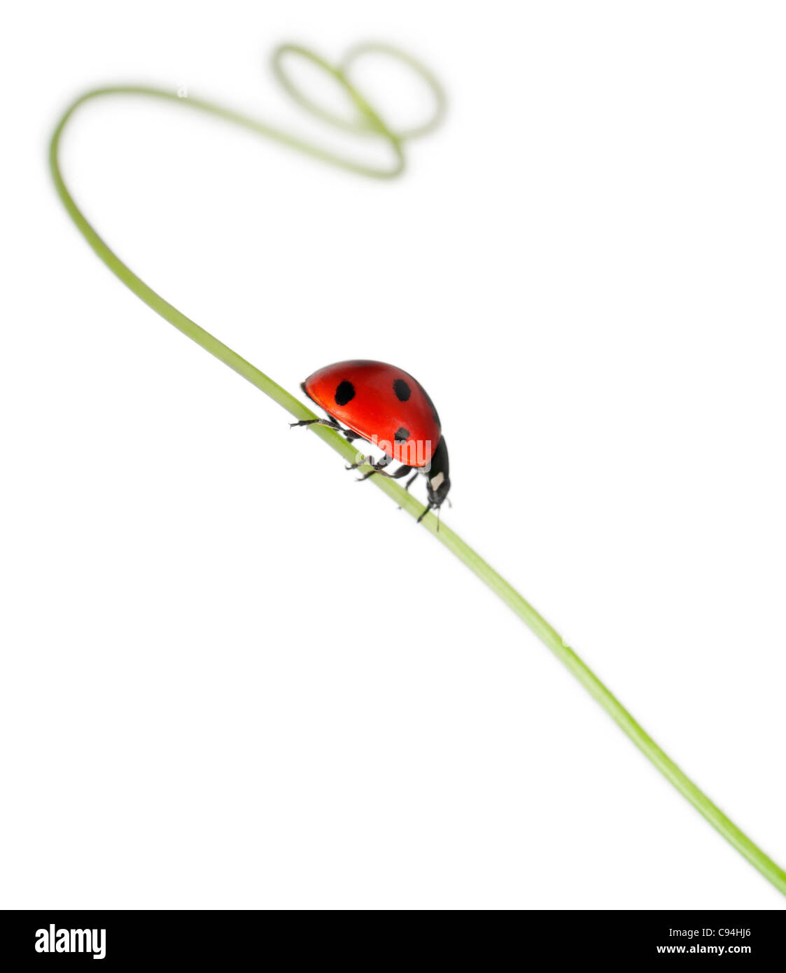 Sette-spot ladybird o sette-spot coccinella sul più grande centinodia, Coccinella septempunctata, di fronte a uno sfondo bianco Foto Stock
