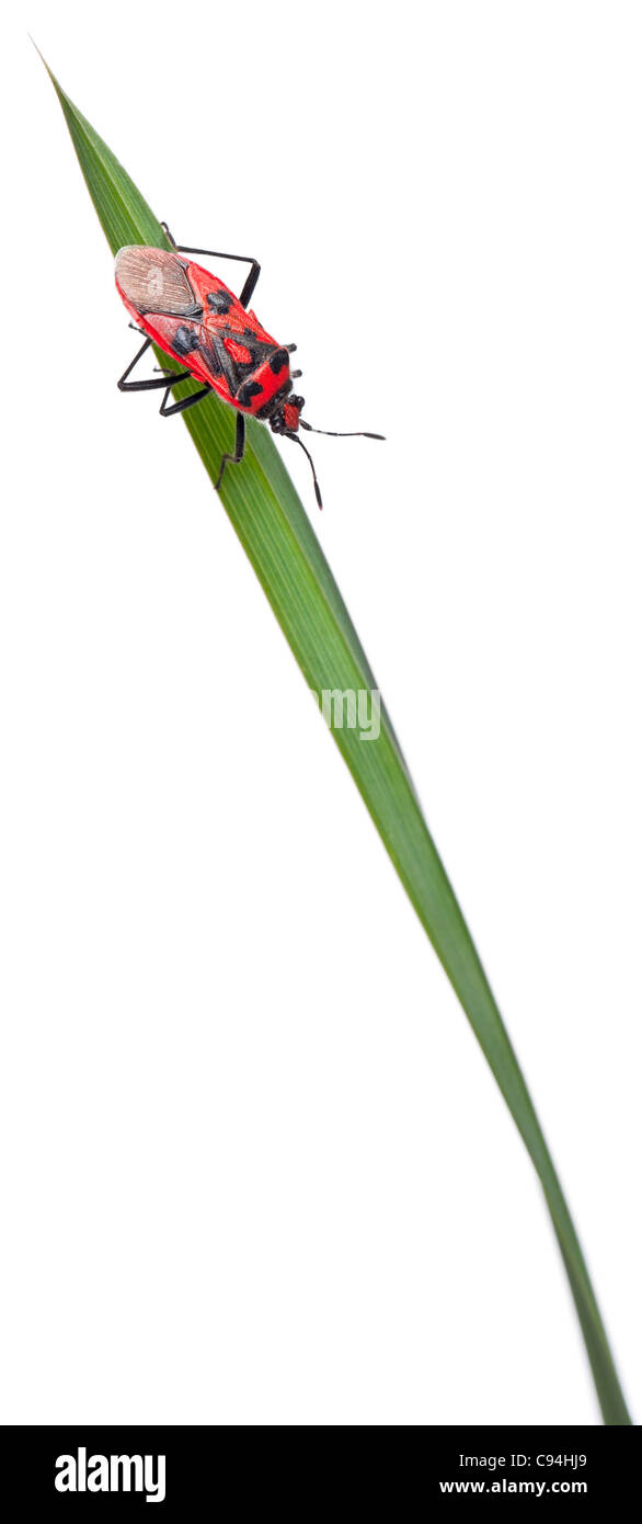 Senza profumo impianto bug, Corizus hyoscyami, sulla lama di erba davanti a uno sfondo bianco Foto Stock
