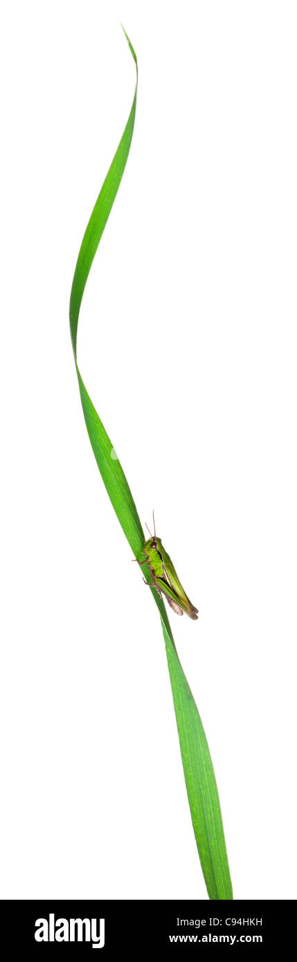 Cricket su una lama per erba davanti a uno sfondo bianco Foto Stock