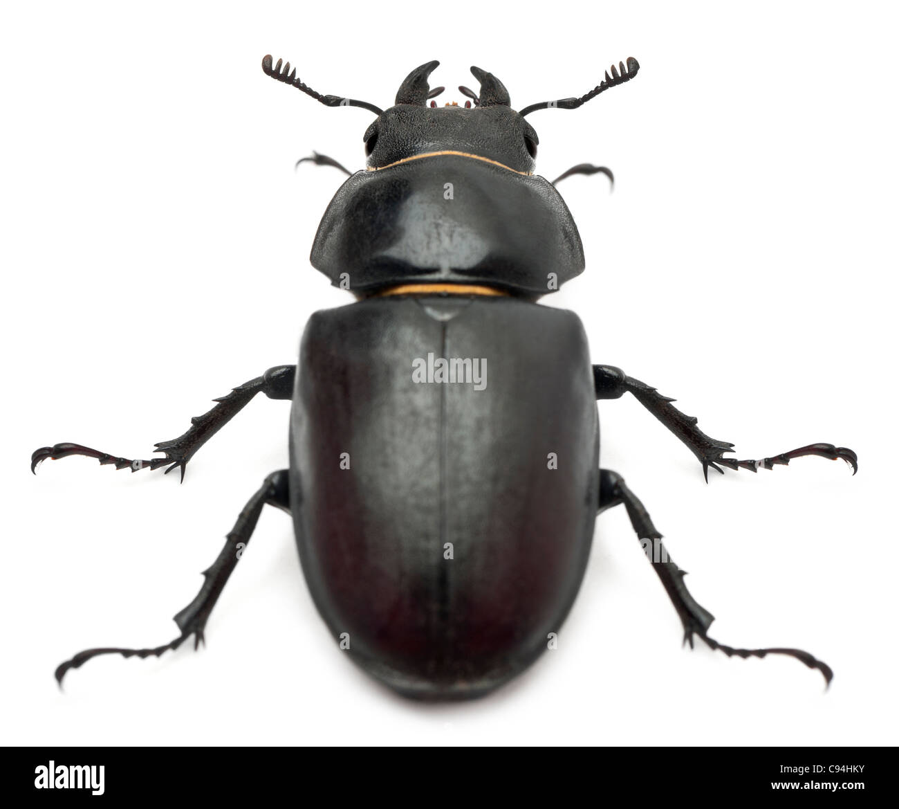 Femmina Lucanus cervus (stag beetle) davanti a uno sfondo bianco Foto Stock