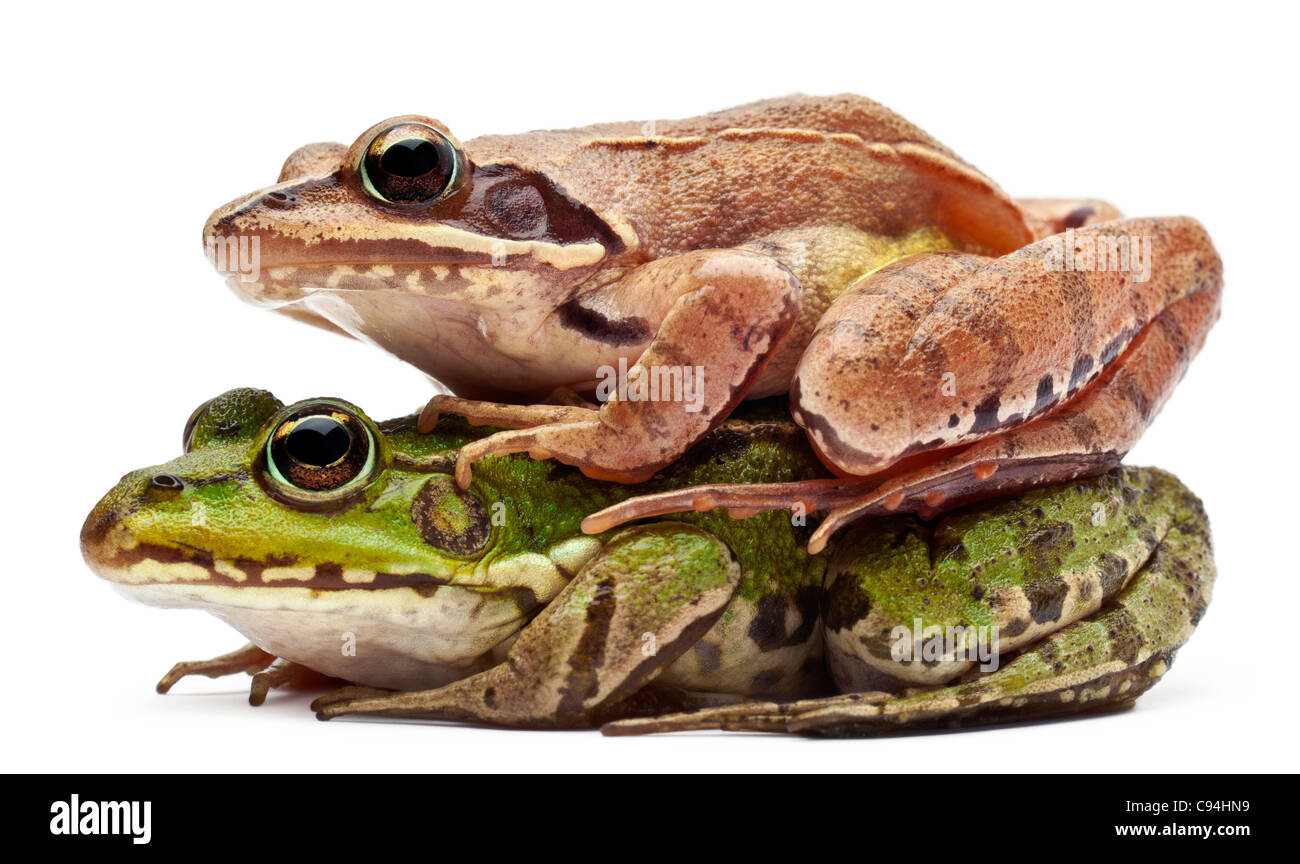 Politica europea comune in materia di rana o Rana verde, Rana esculenta e una rana di Moro, Rana arvalis, di fronte a uno sfondo bianco Foto Stock