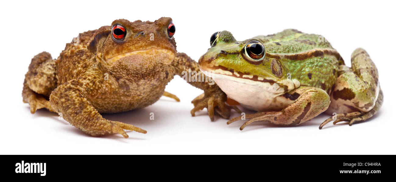 Politica europea comune in materia di rana, Rana kl. Esculenta, accanto al rospo comune o europeo, toad Bufo bufo, di fronte a uno sfondo bianco Foto Stock